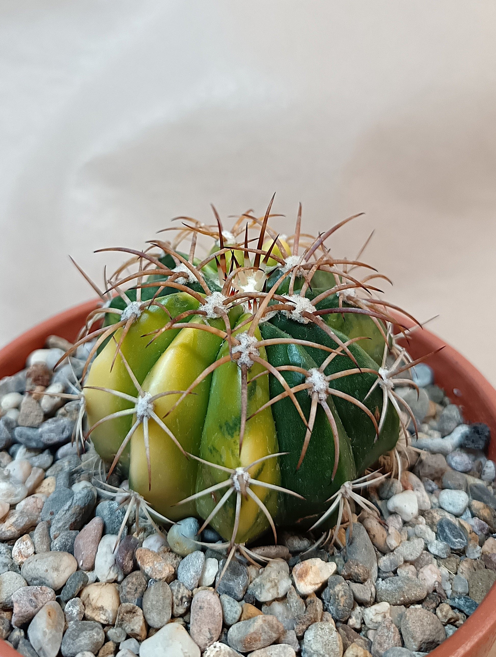 Gymnocalycium curvispinus cv. variegata