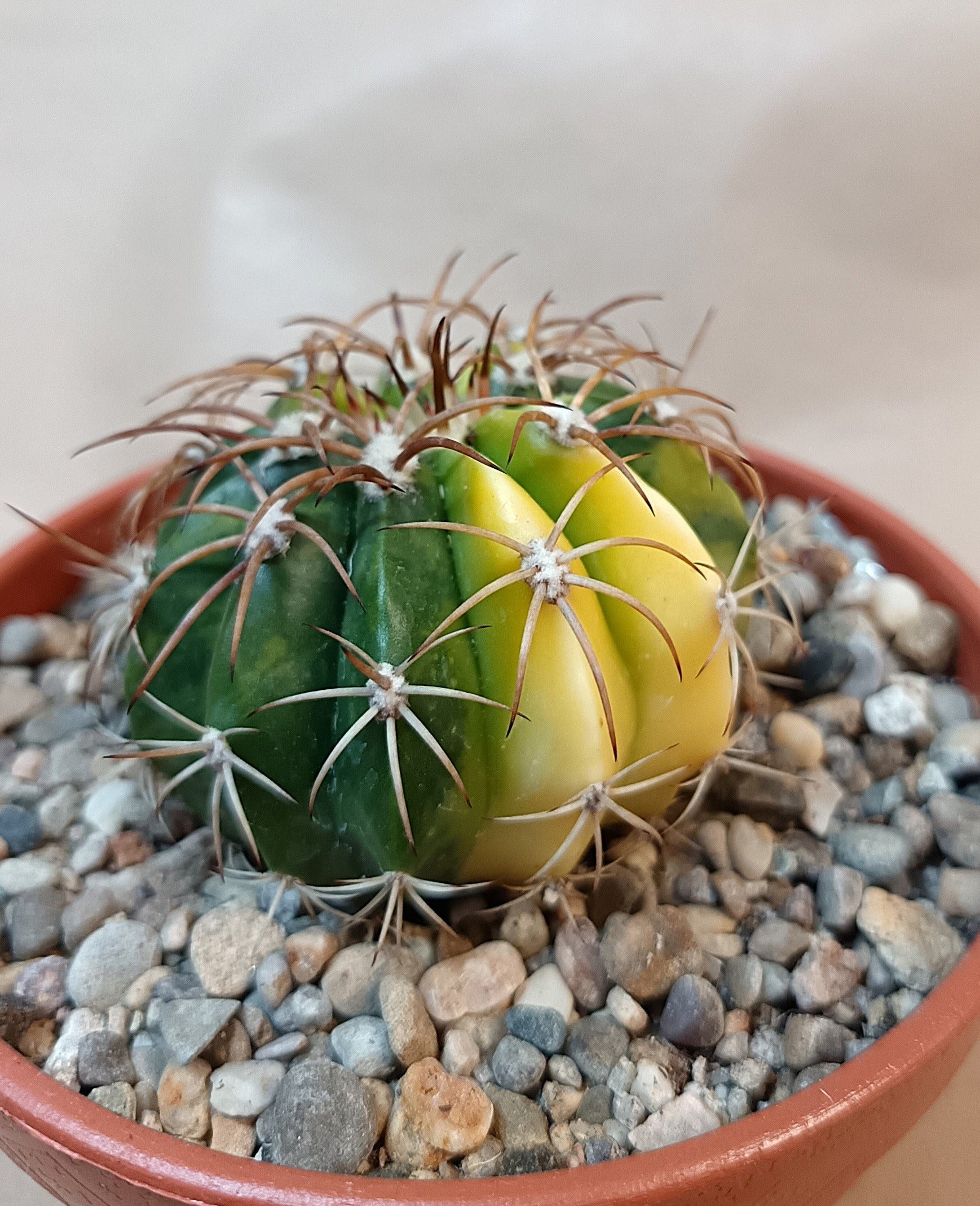 Gymnocalycium curvispinus cv. variegata