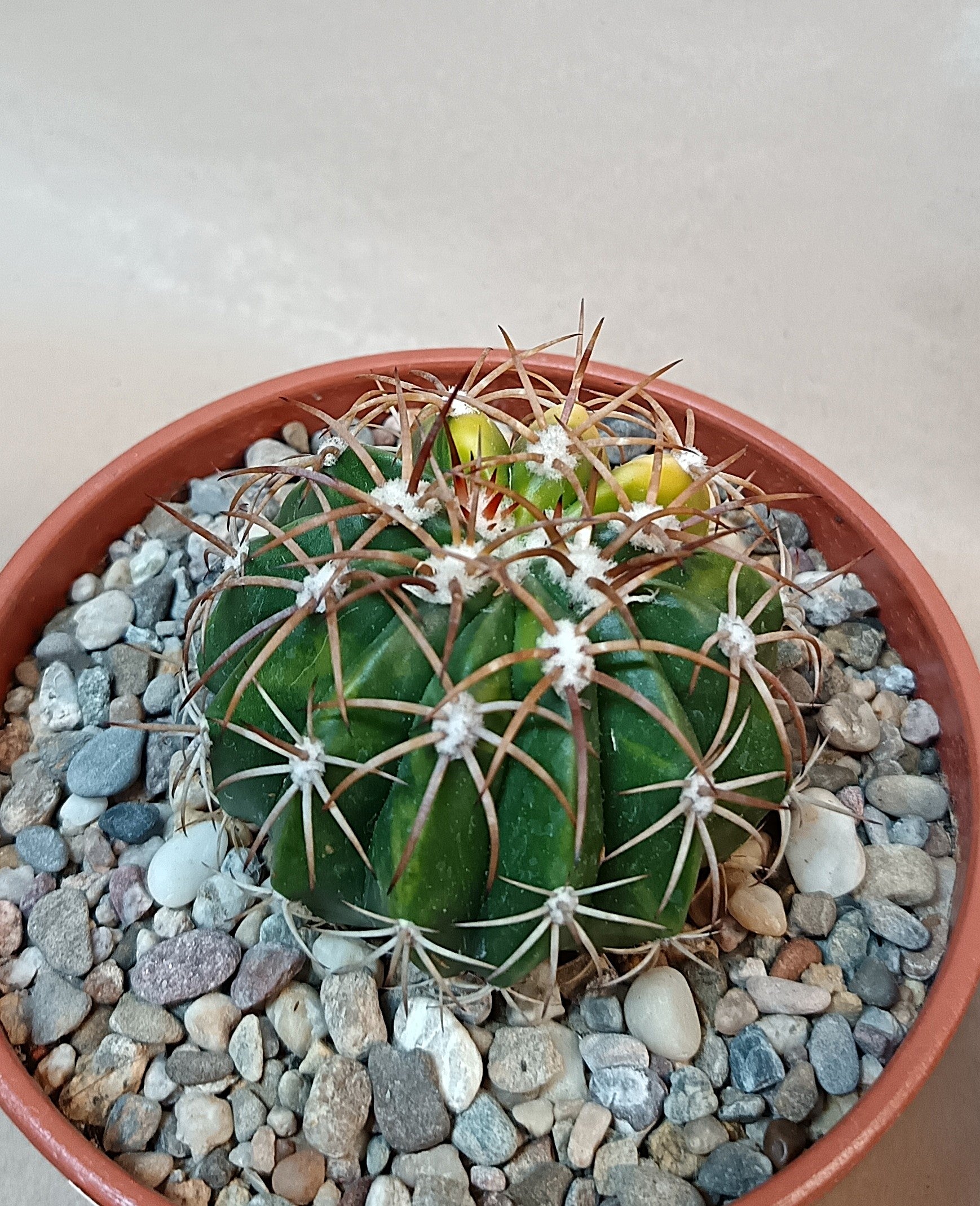 Gymnocalycium curvispinus cv. variegata