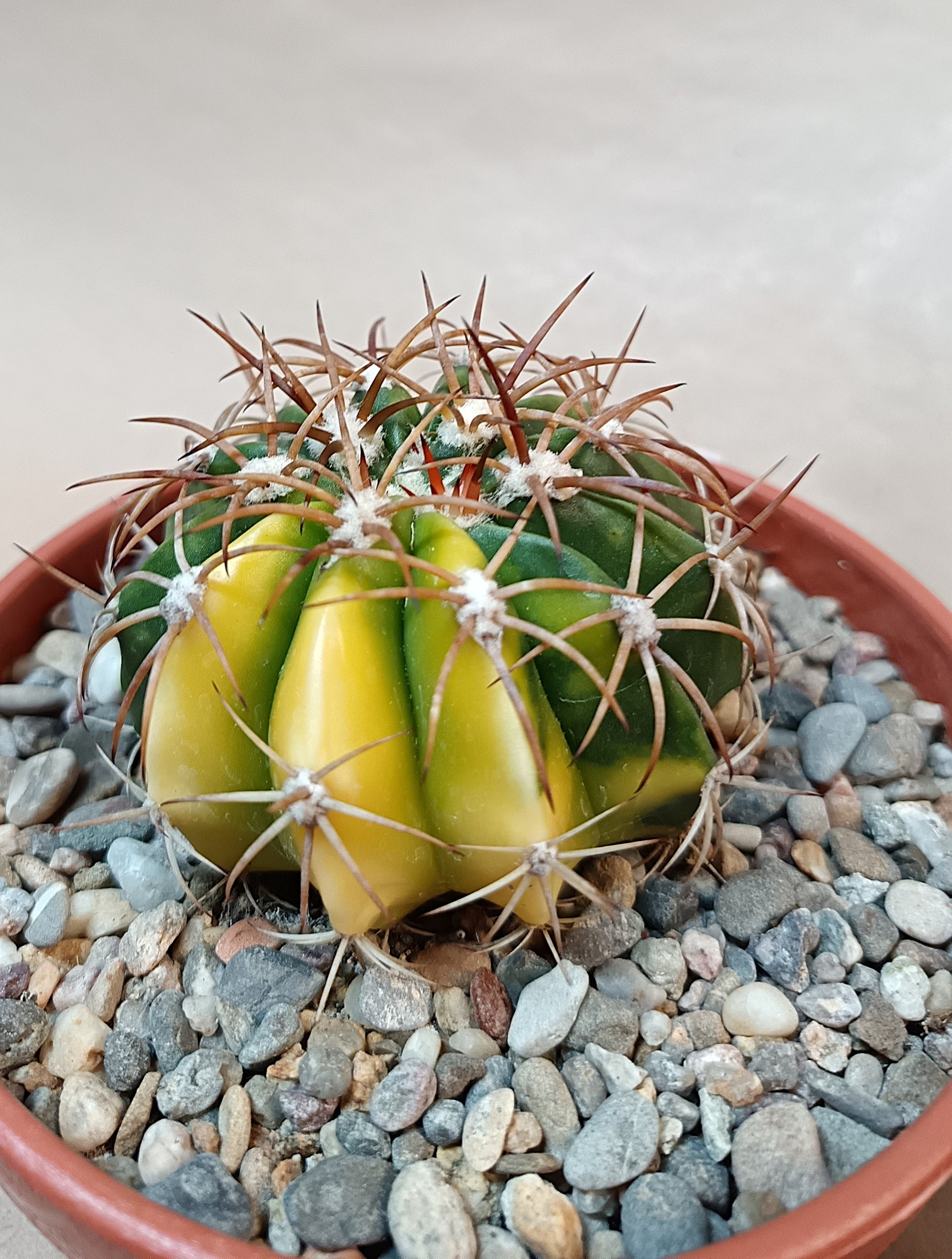 Gymnocalycium curvispinus cv. variegata