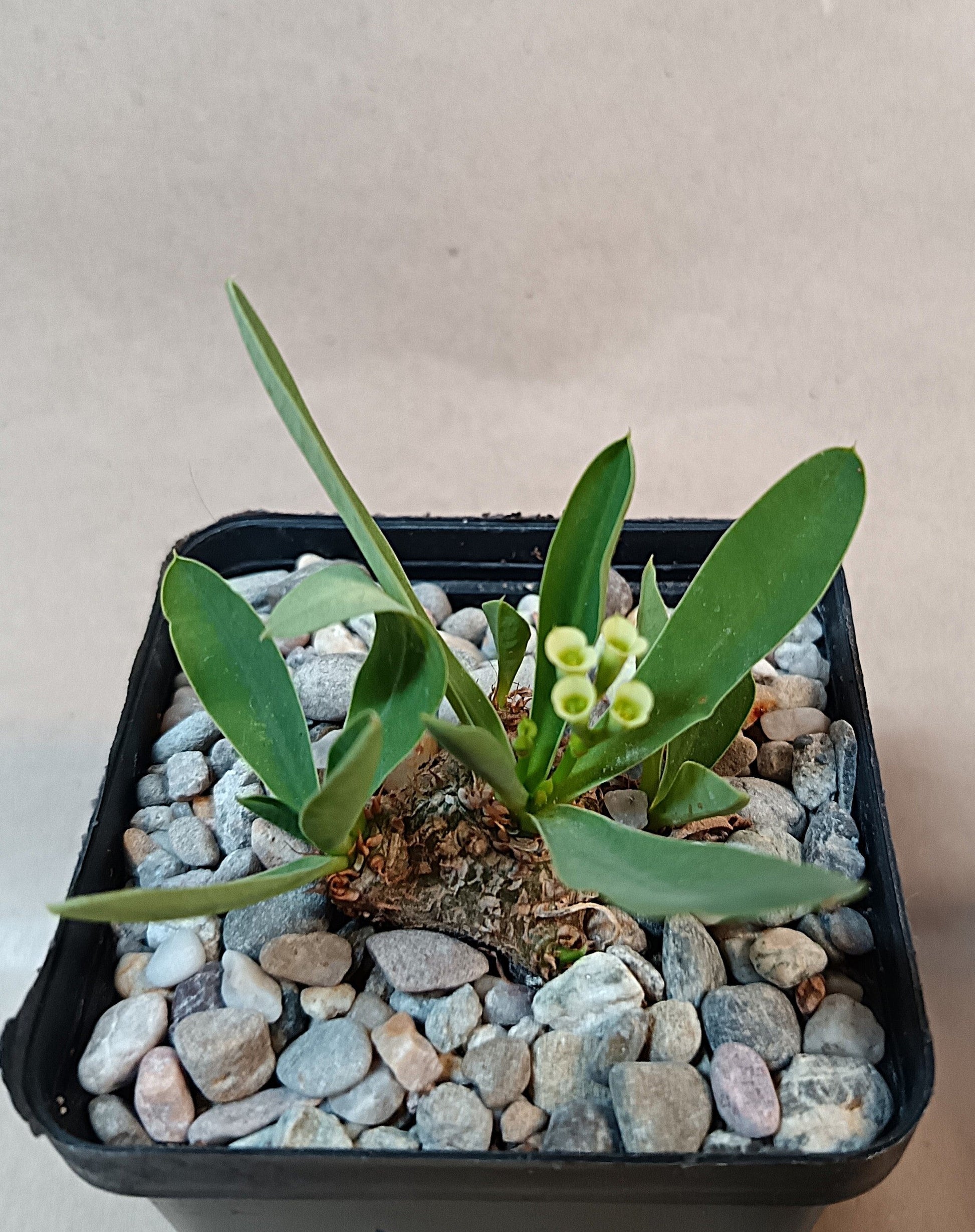 Euphorbia parvimedusae Hybrid / Seltene Caudexpflanze aus neuer Zuchtlinie