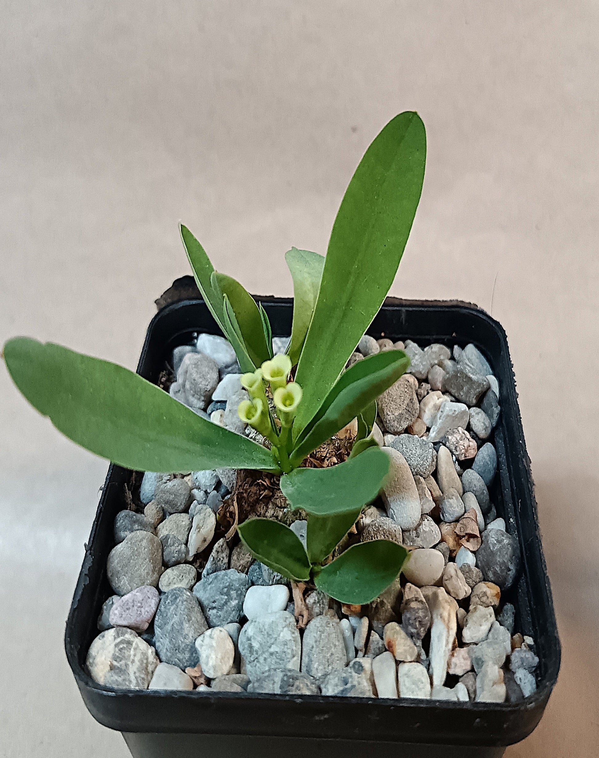 Euphorbia parvimedusae Hybrid / Seltene Caudexpflanze aus neuer Zuchtlinie