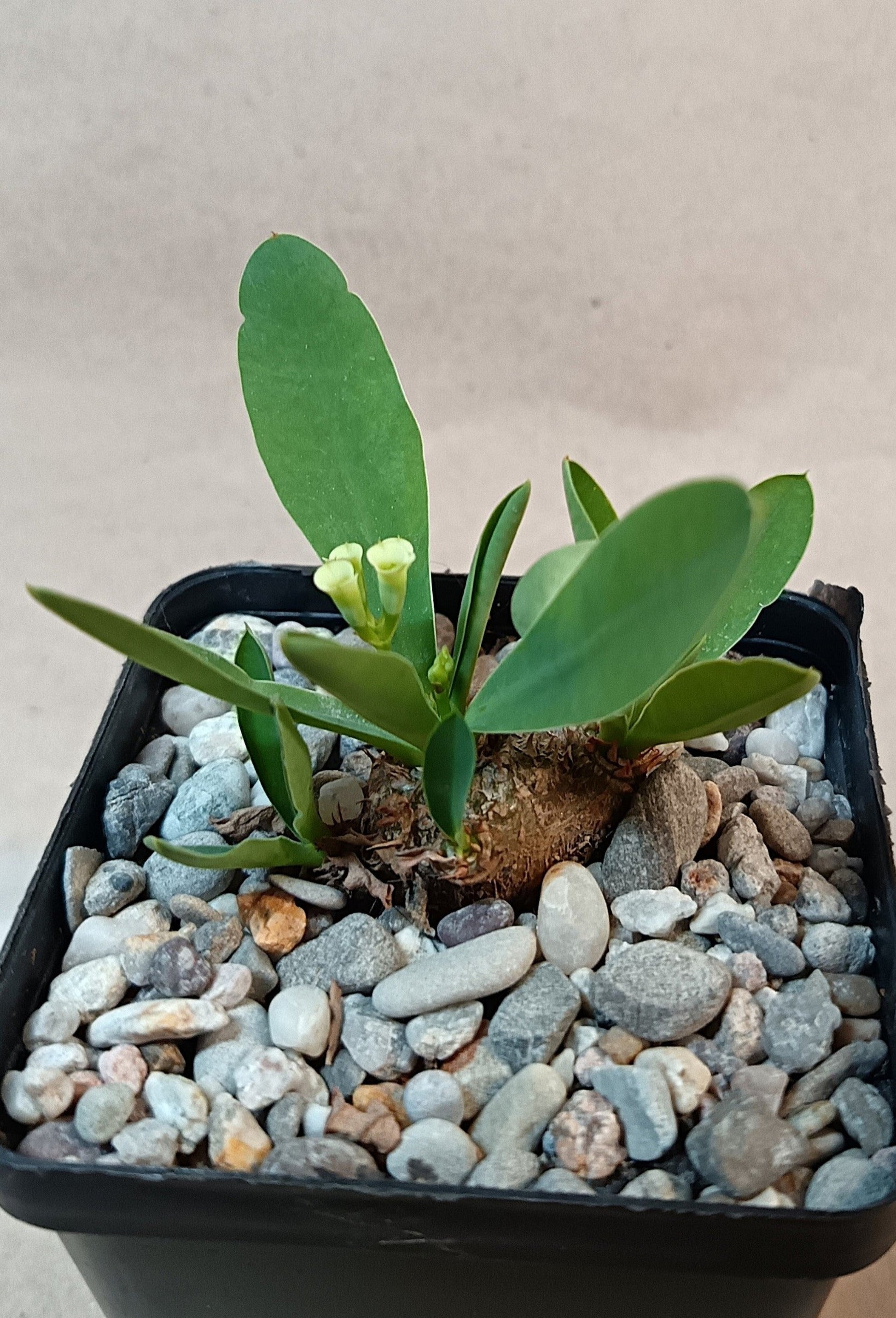 Euphorbia parvimedusae Hybrid / Seltene Caudexpflanze aus neuer Zuchtlinie