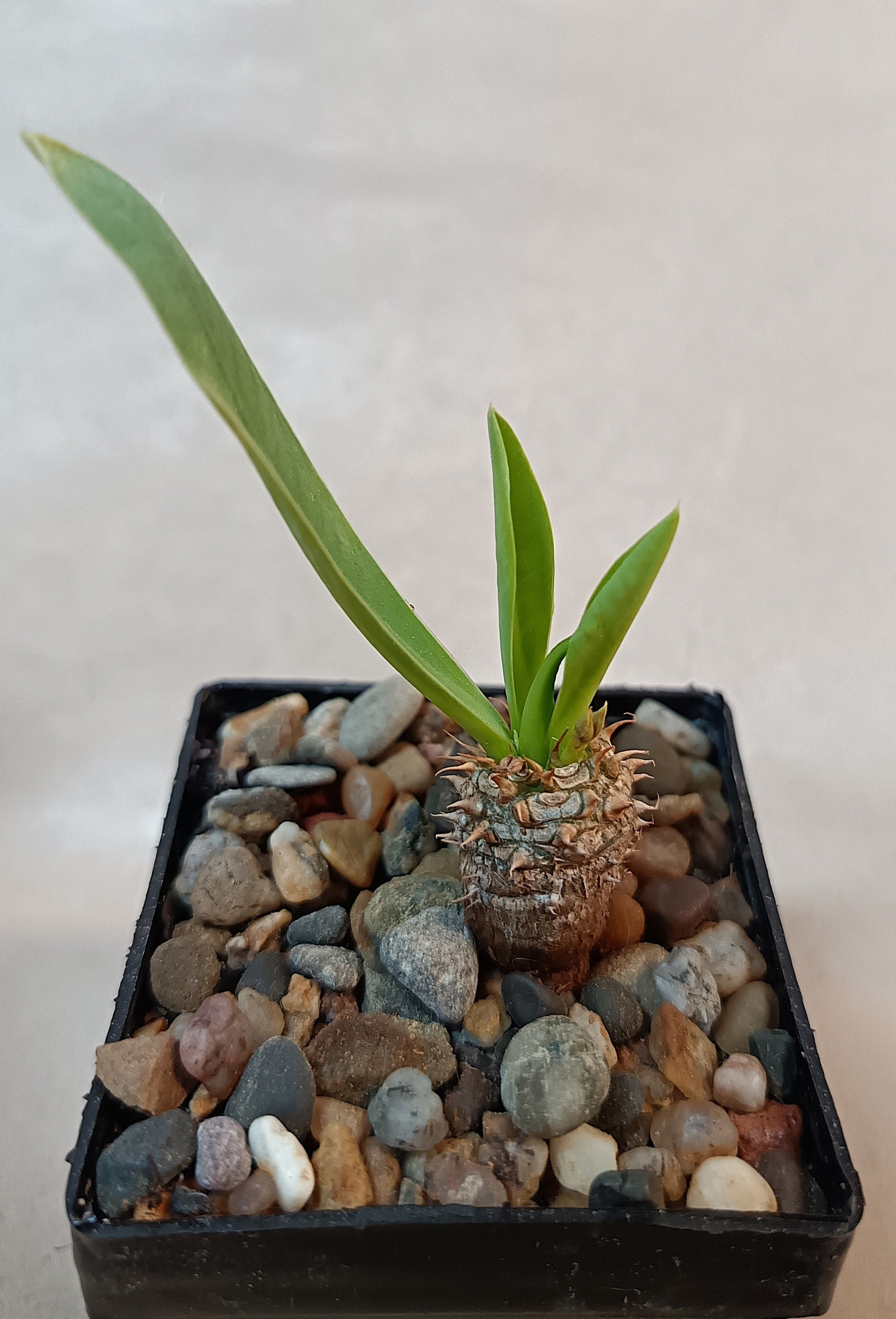 Euphorbia parvimedusae Hybrid / Seltene Caudexpflanze aus neuer Zuchtlinie