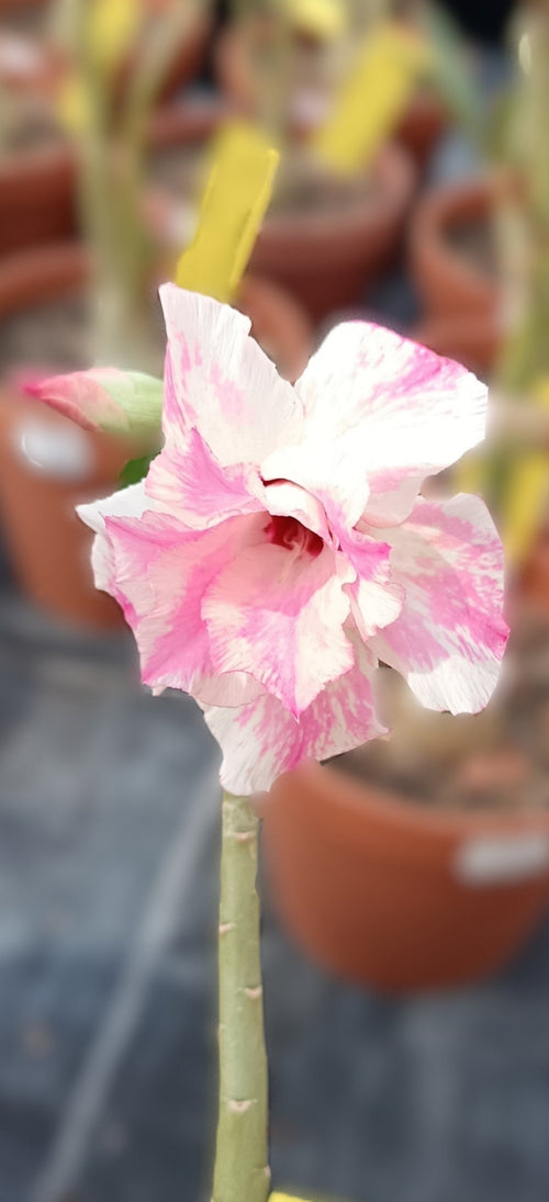Adenium obesum (Wüstenrose) / Hybrid | Überraschungsblüte