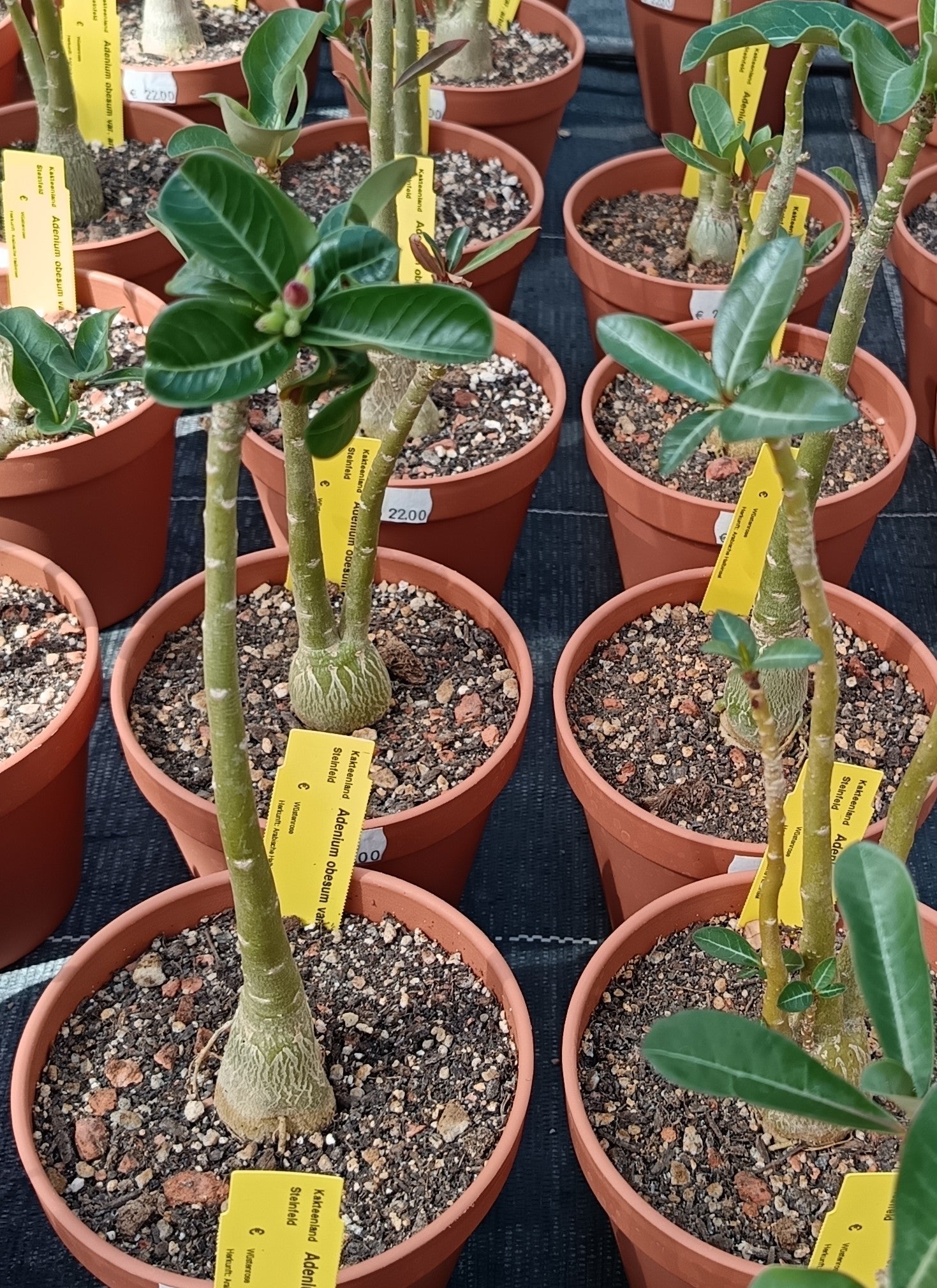 Adenium obesum (Wüstenrose) / Hybrid | Überraschungsblüte