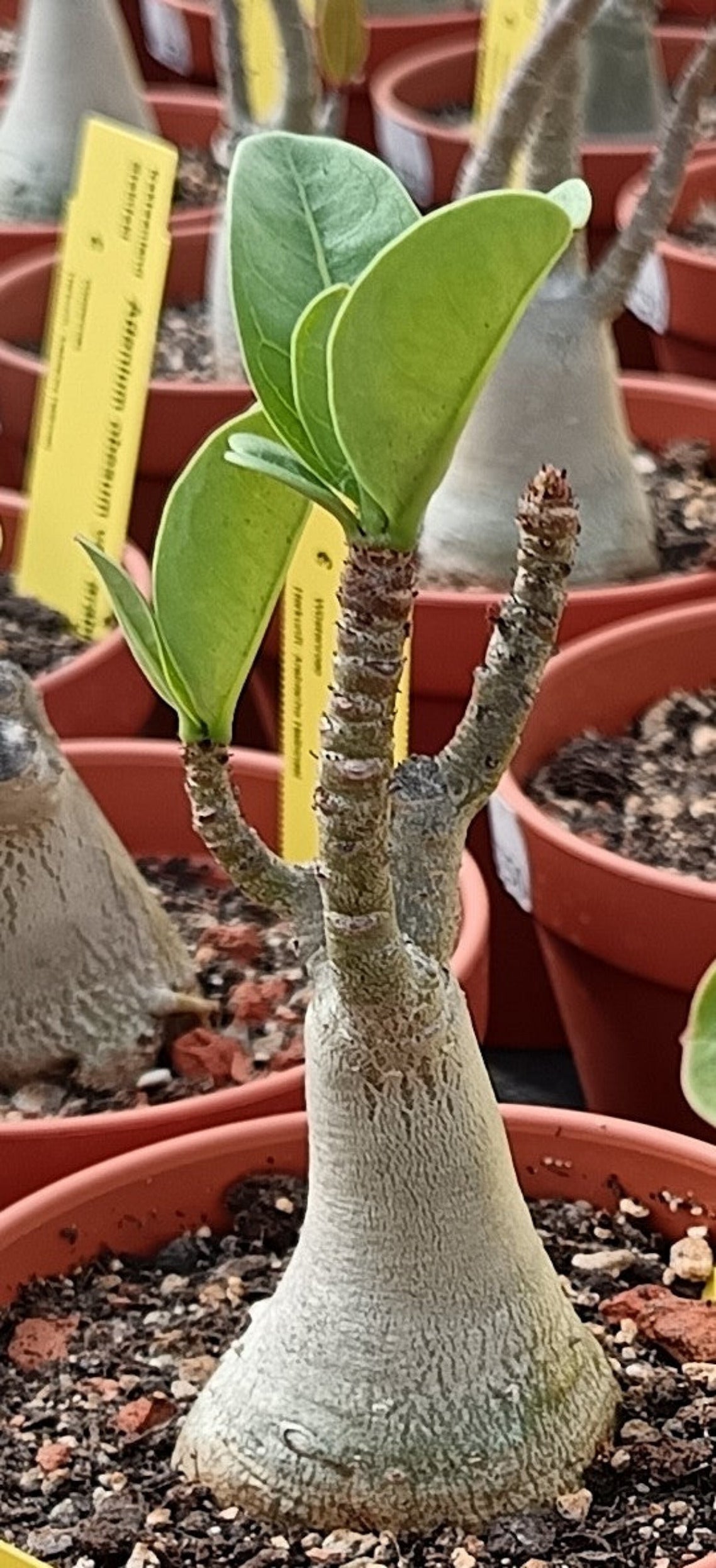 Adenium obesum (Wüstenrose) / Hybrid | Überraschungsblüte
