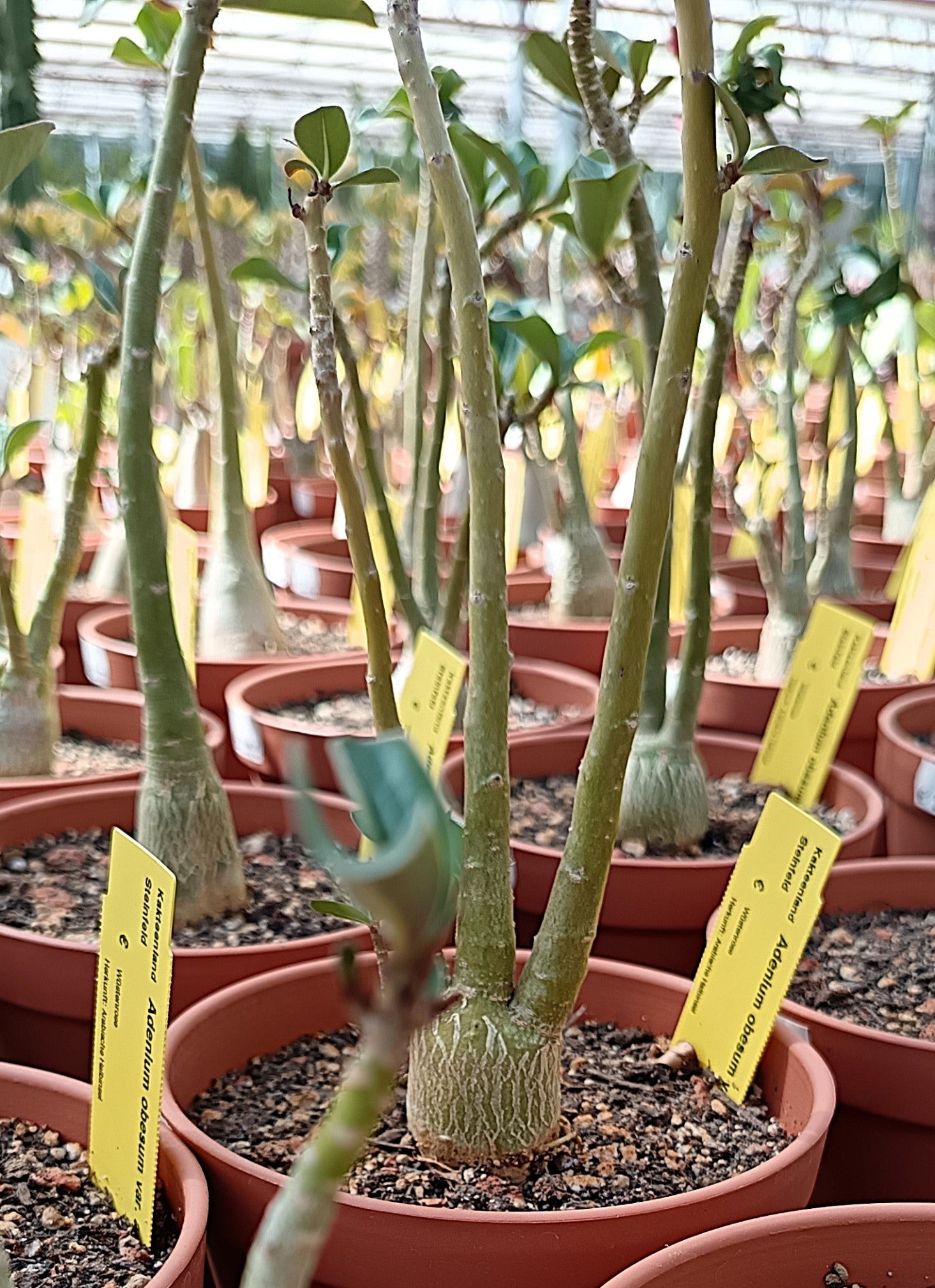 Adenium obesum (Wüstenrose) / Hybrid | Überraschungsblüte
