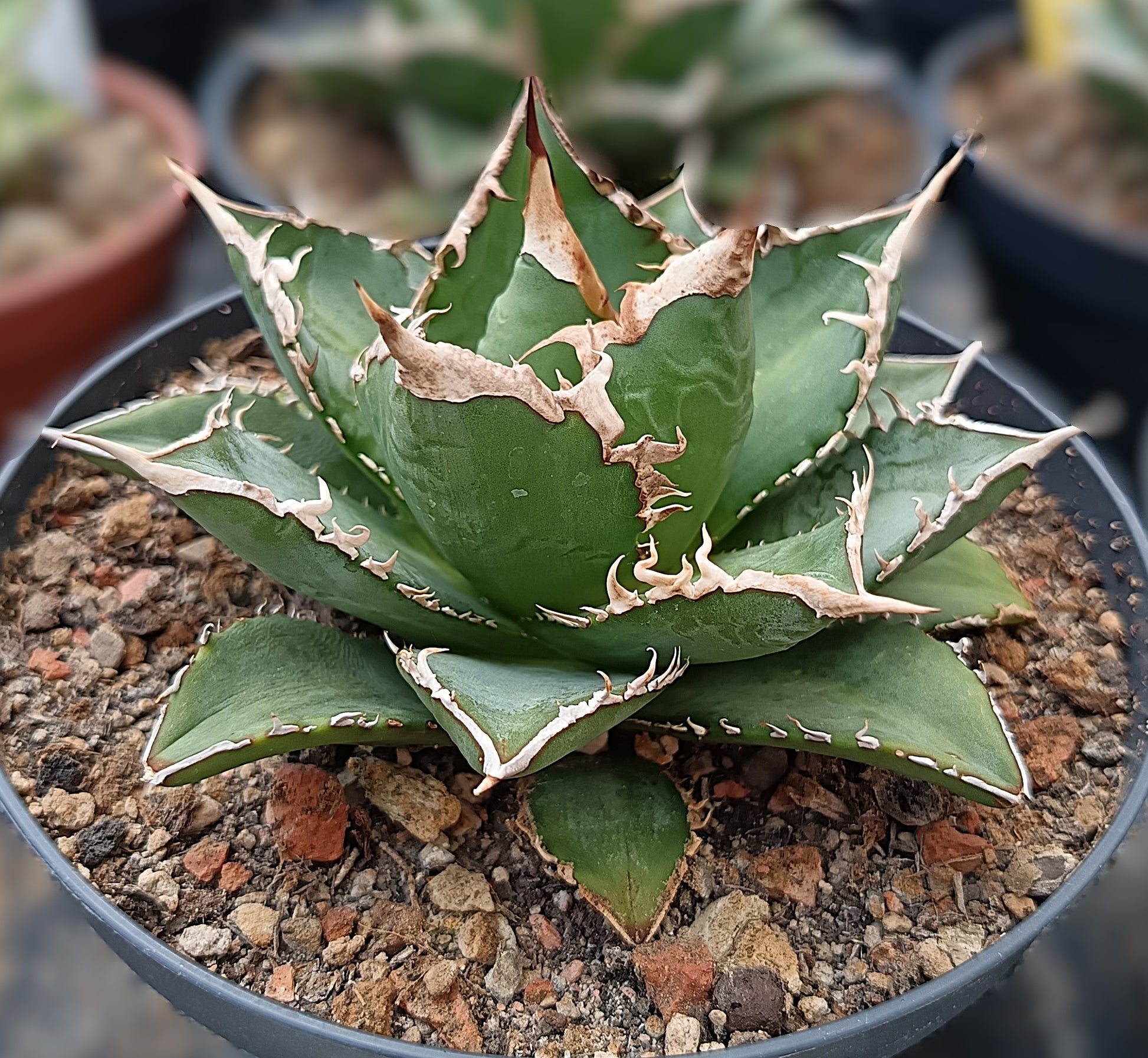Agave titanota cv. sea king