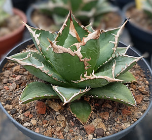 Agave titanota cv. sea king
