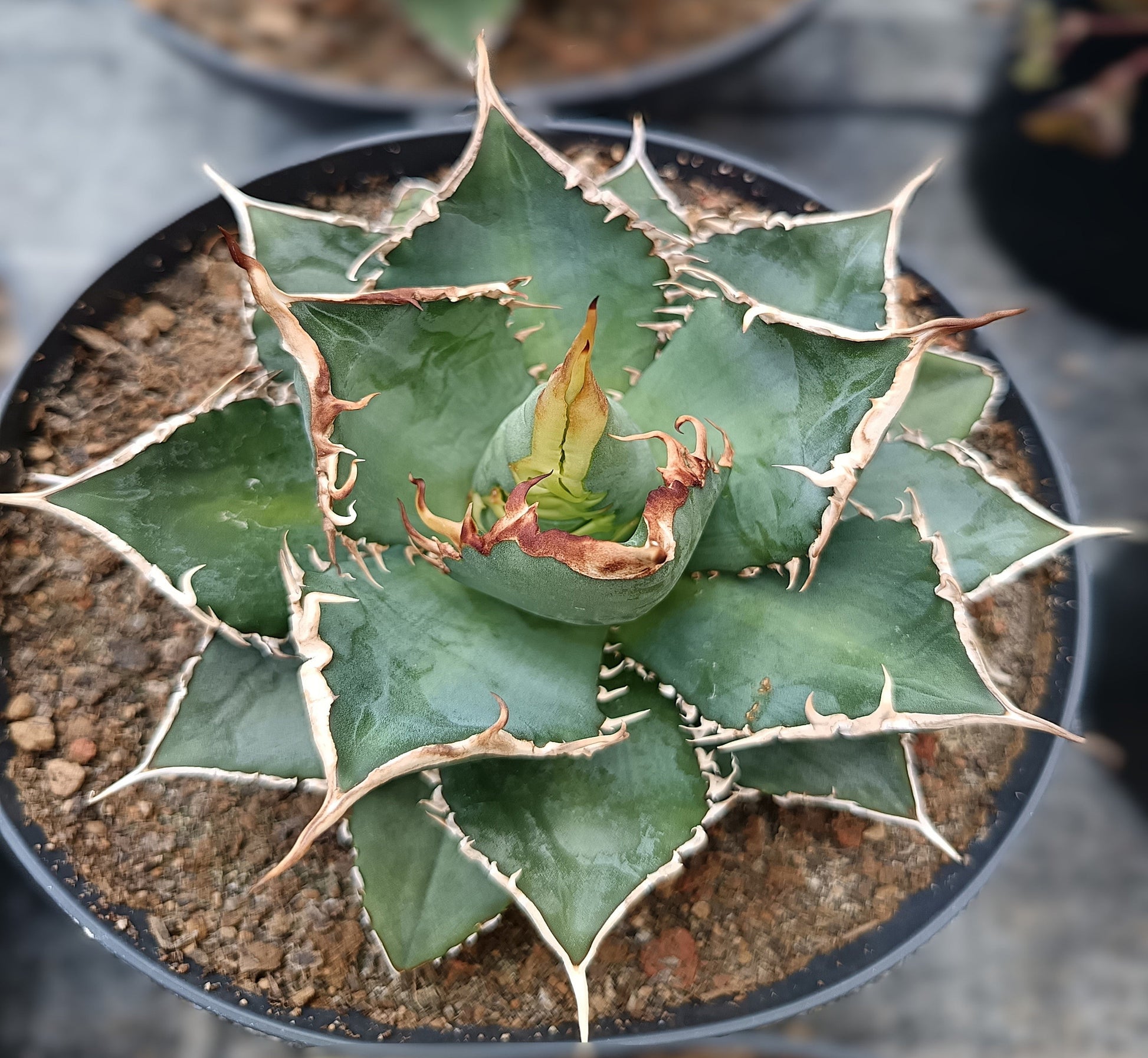 Agave titanota cv. sea king