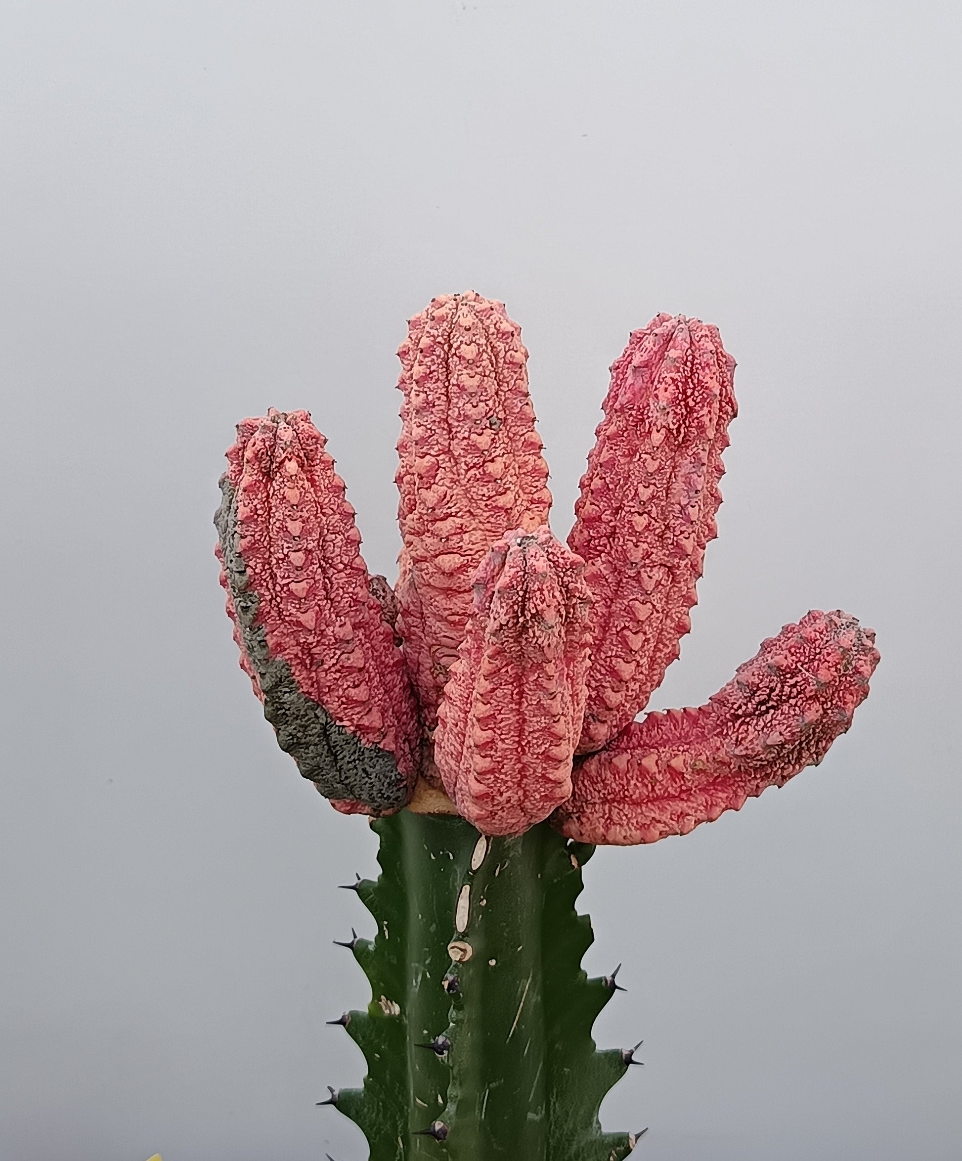 Euphorbia abdelkuri cv. damask