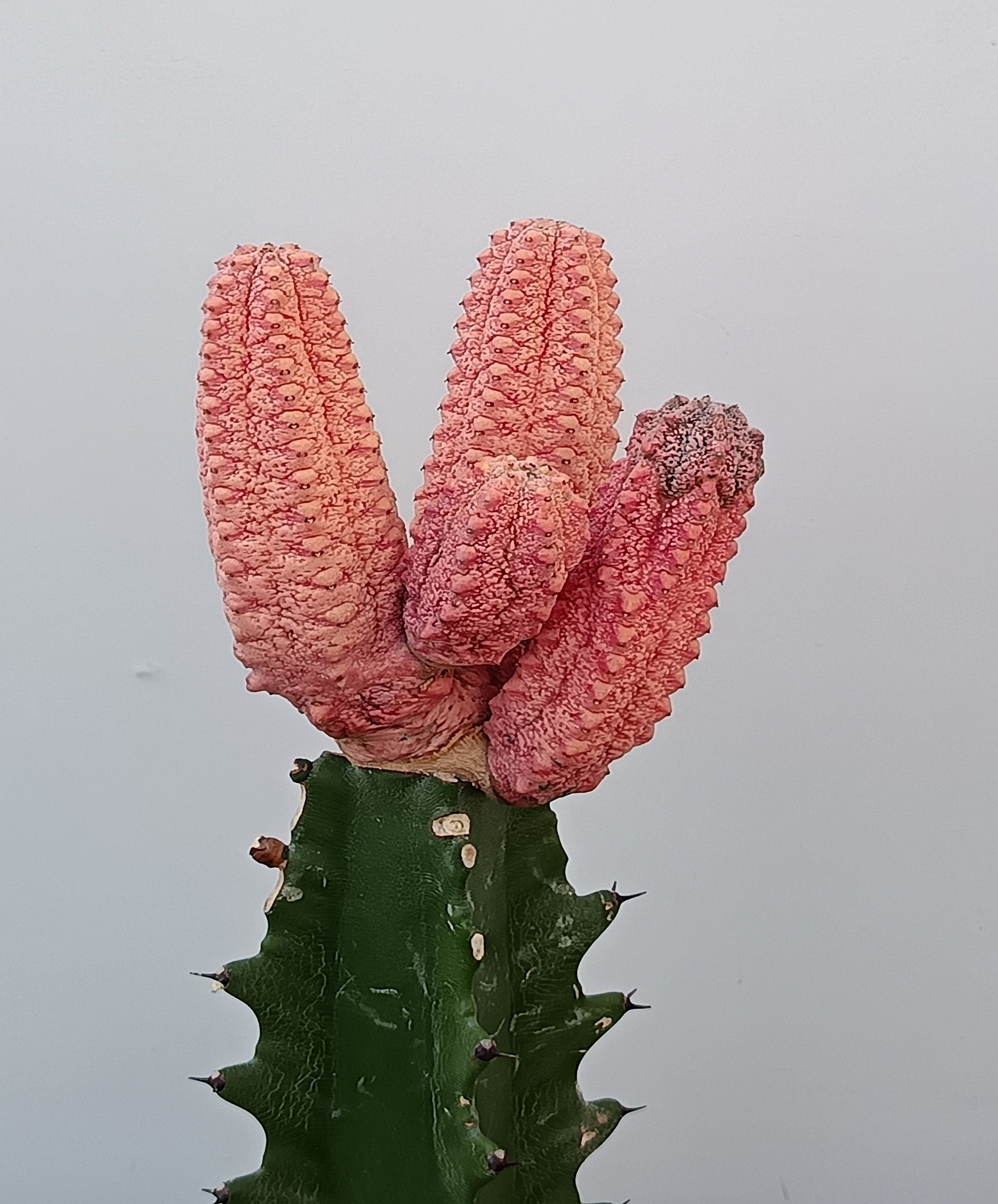 Euphorbia abdelkuri cv. damask