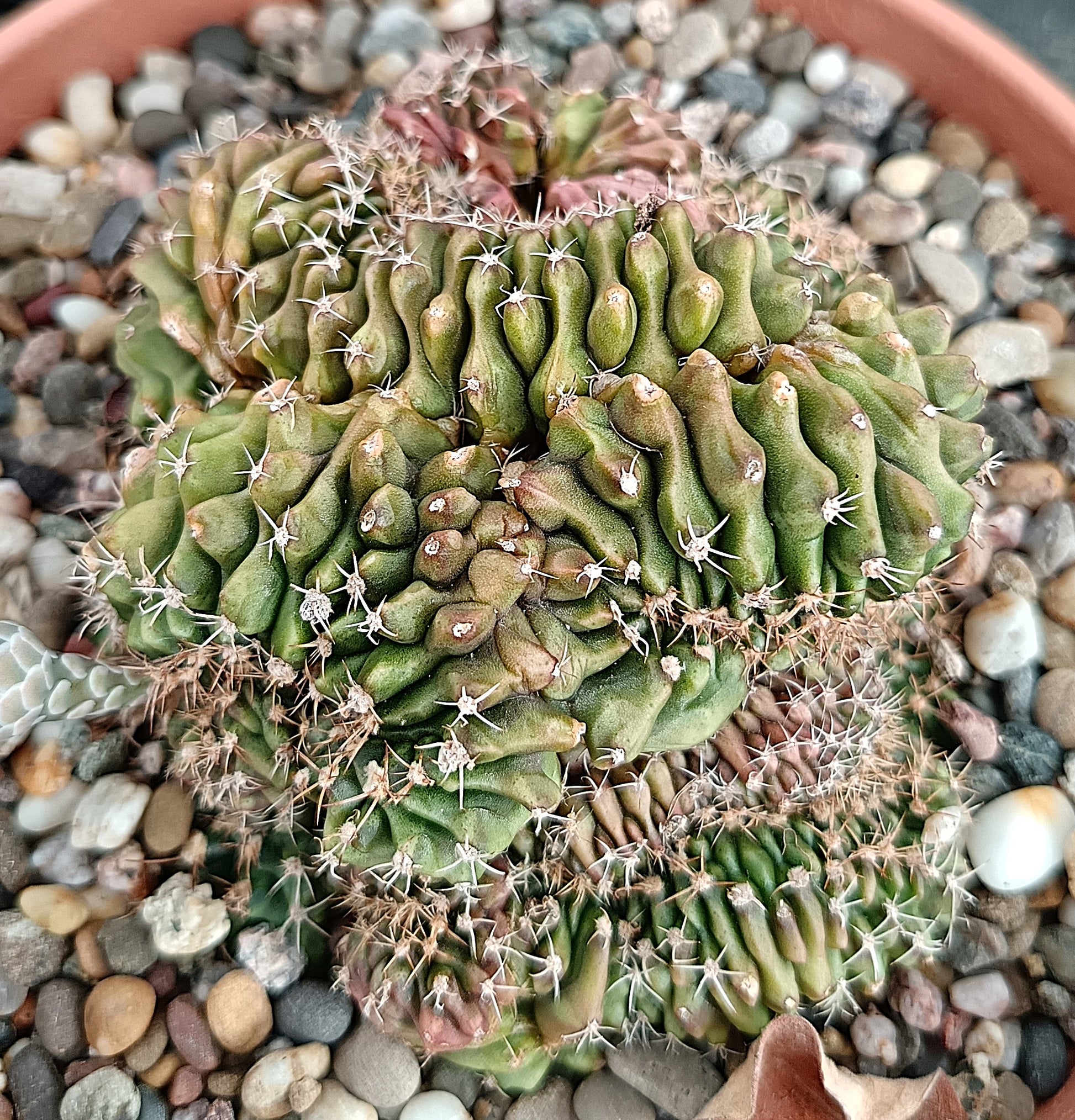 Gymnocalycium anisitsii f. cristata