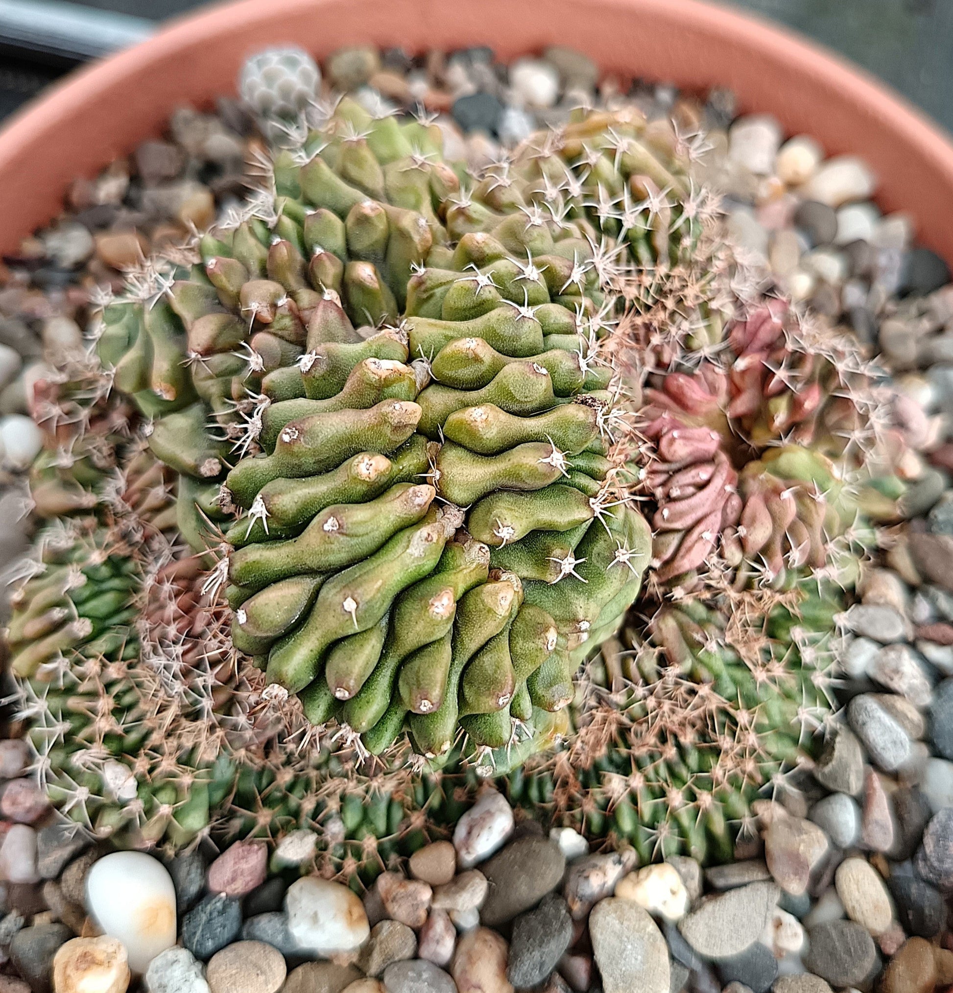 Gymnocalycium anisitsii f. cristata