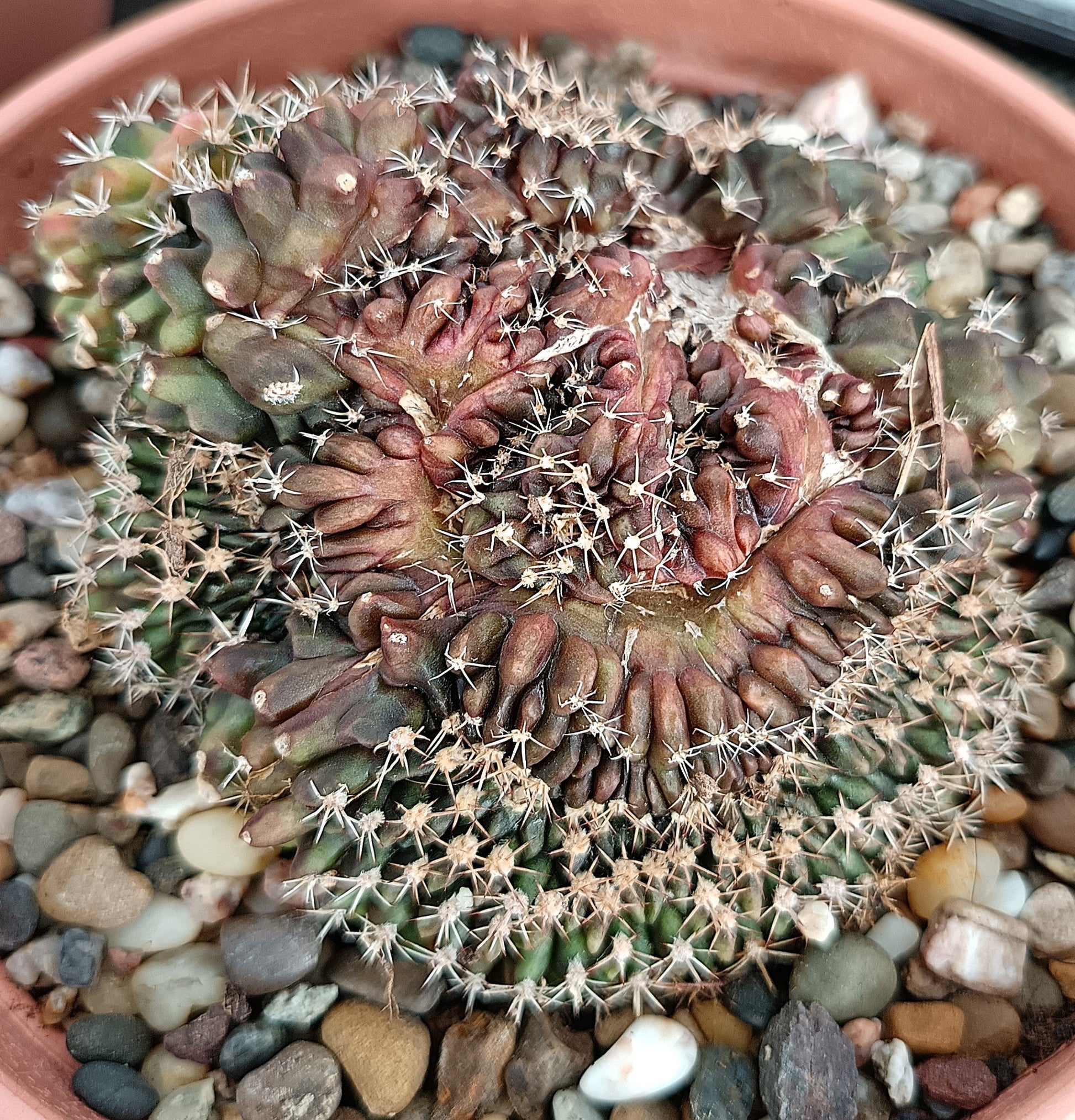 Gymnocalycium anisitsii f. cristata