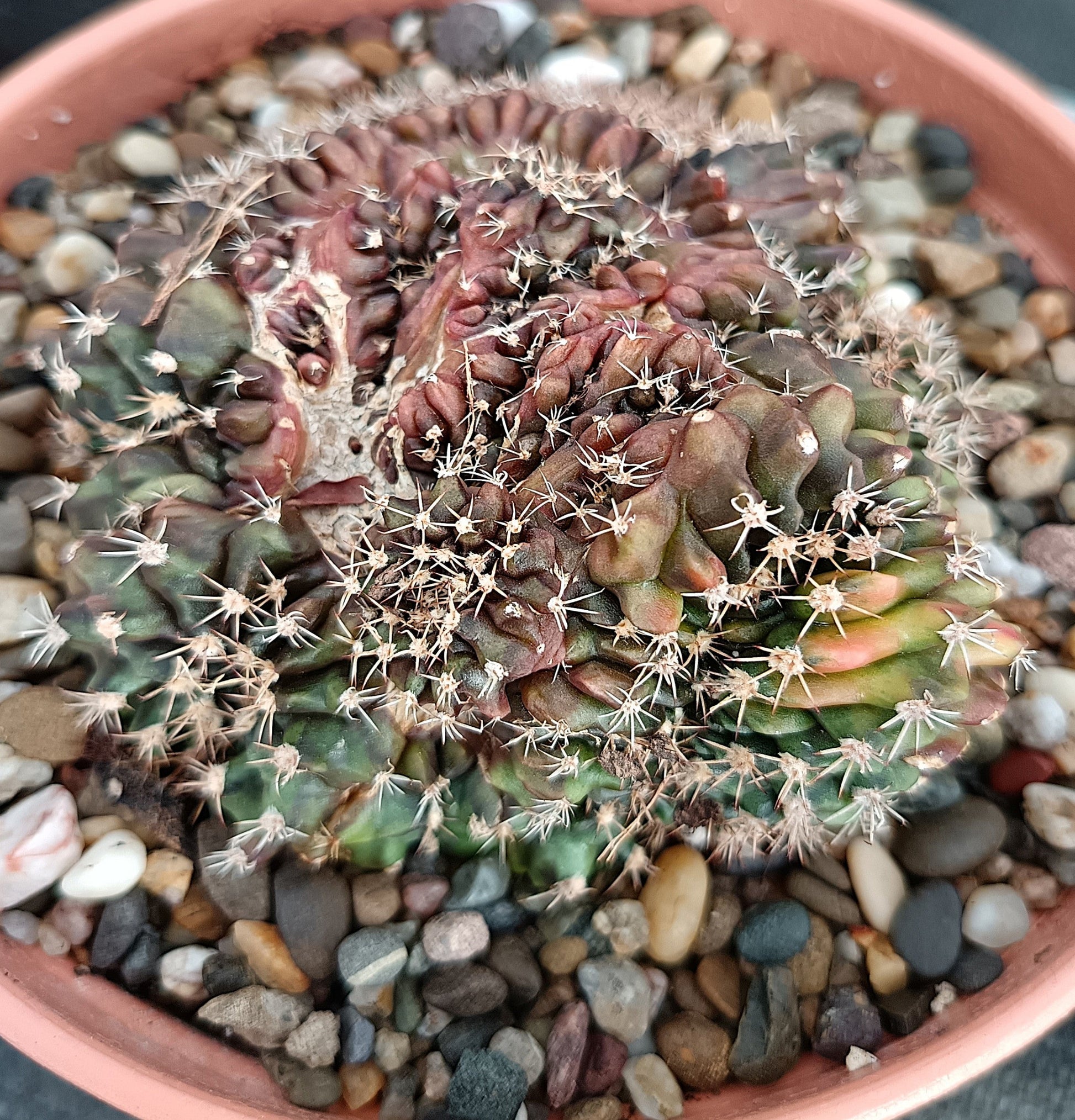 Gymnocalycium anisitsii f. cristata