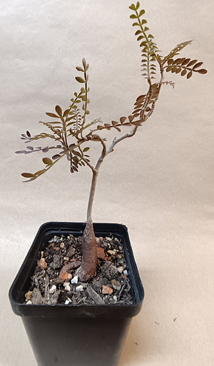 Operculicarya pachypus