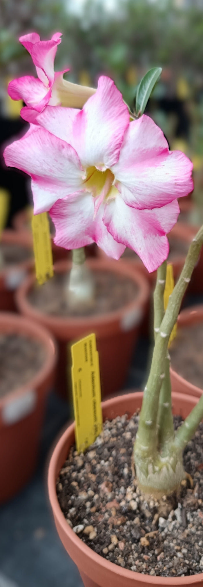 Adenium obesum (Wüstenrose) / Hybrid | Überraschungsblüte