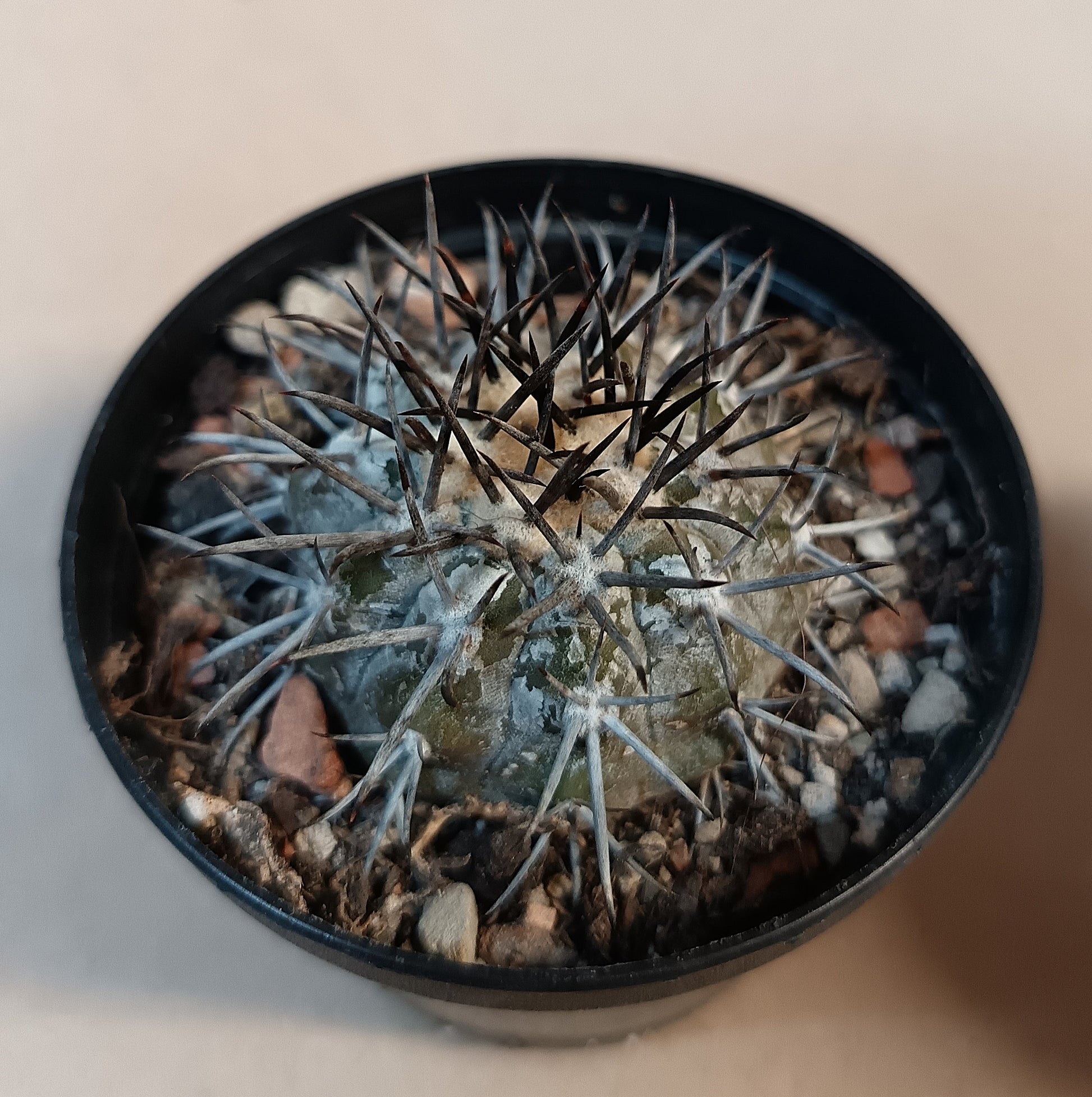 Copiapoa cf. griseoviolacea