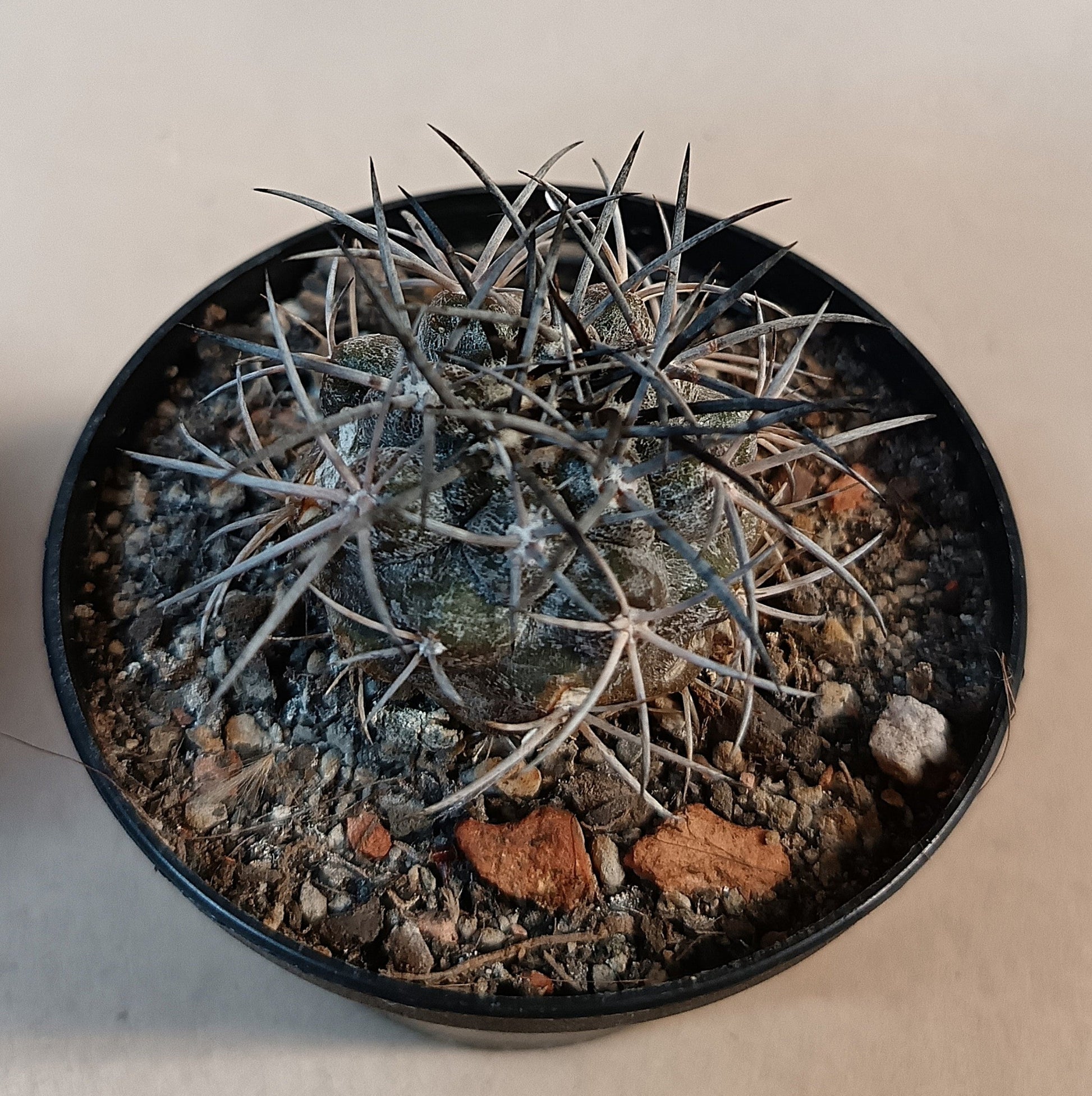 Copiapoa cf. griseoviolacea
