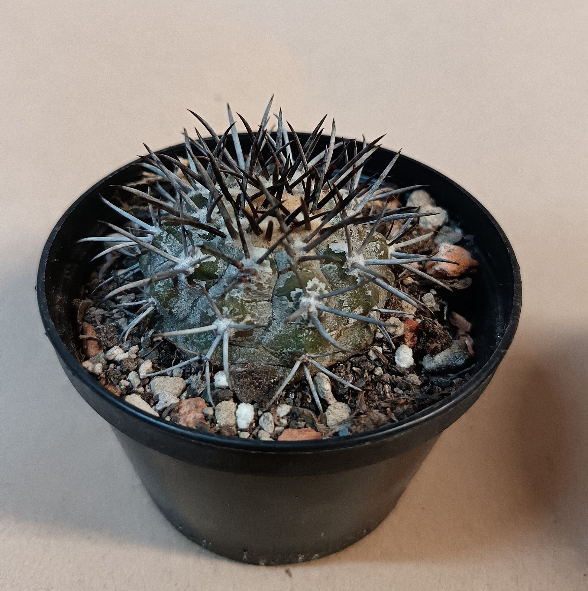 Copiapoa cf. griseoviolacea