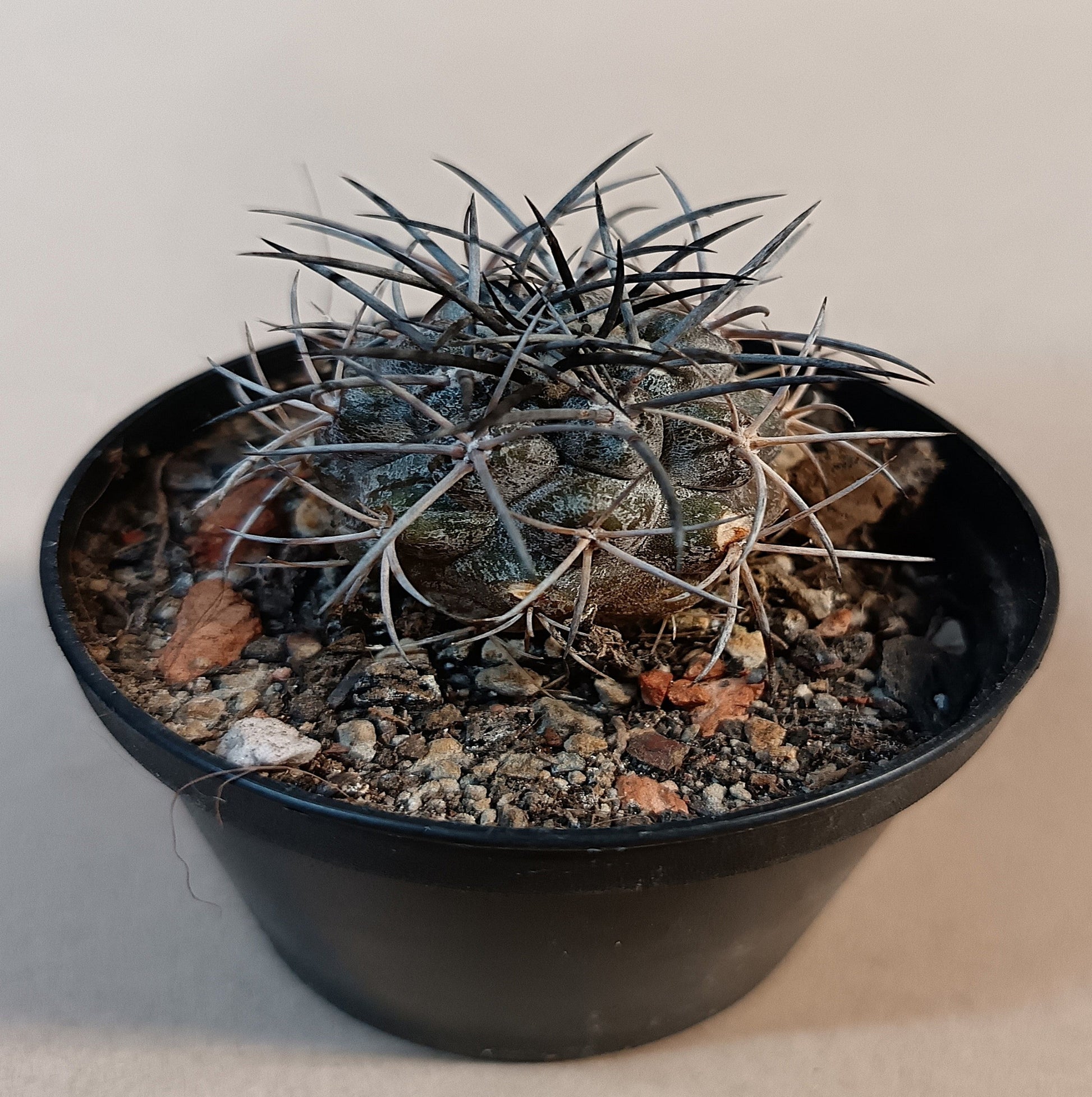 Copiapoa cf. griseoviolacea