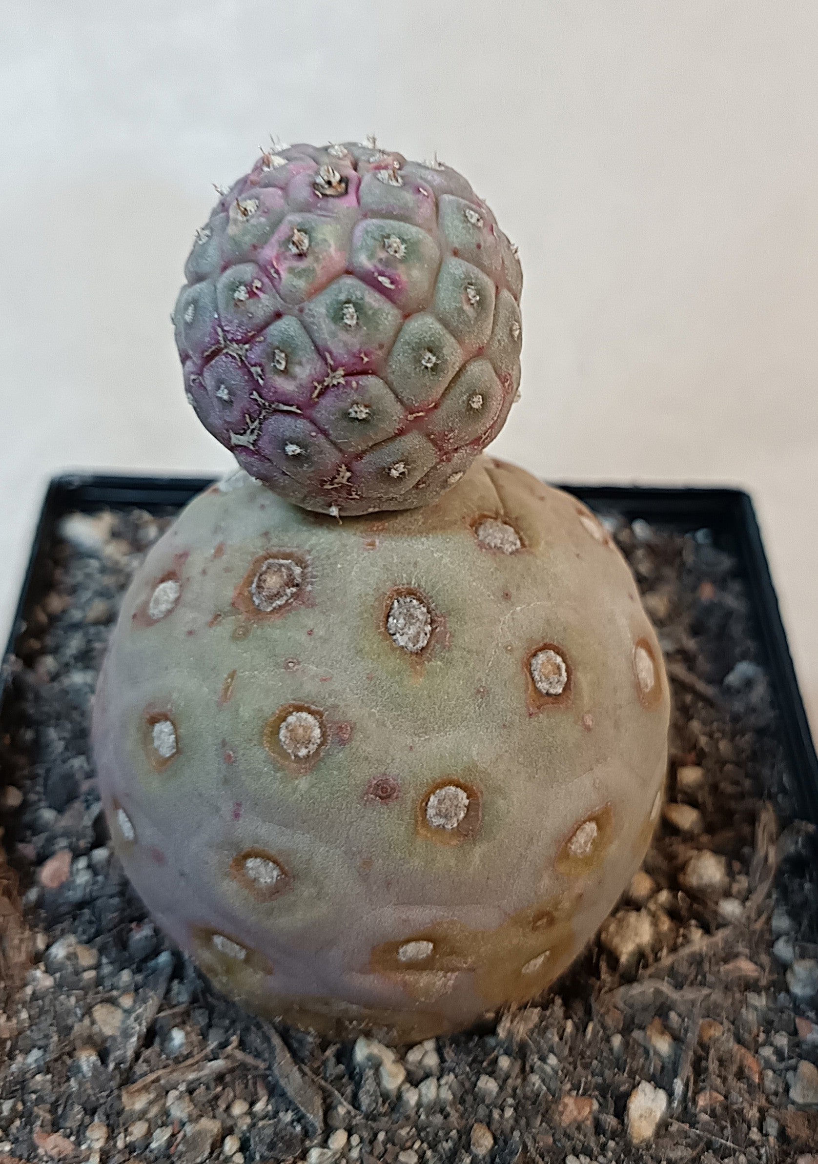 Tephrocactus geometricus