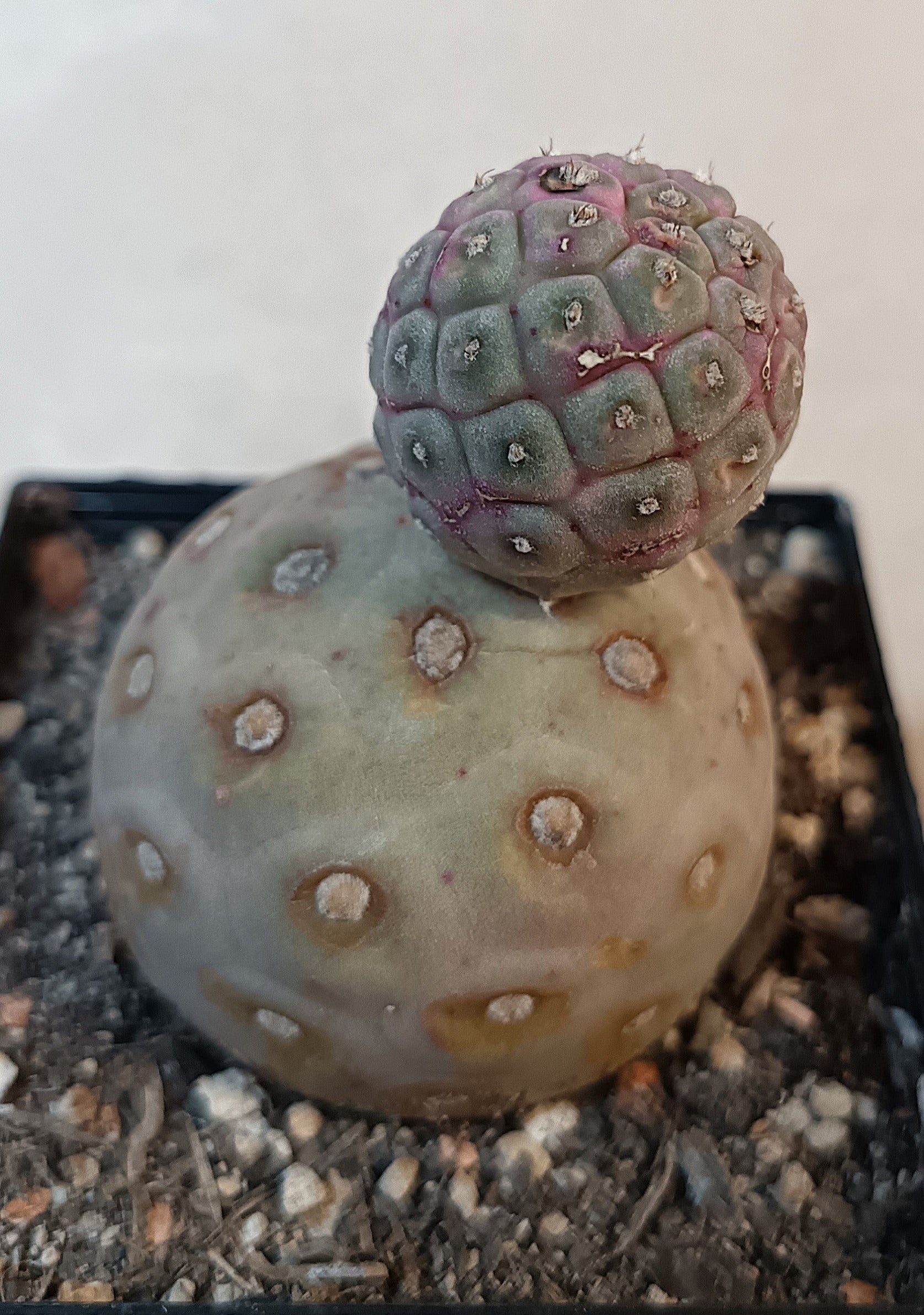 Tephrocactus geometricus