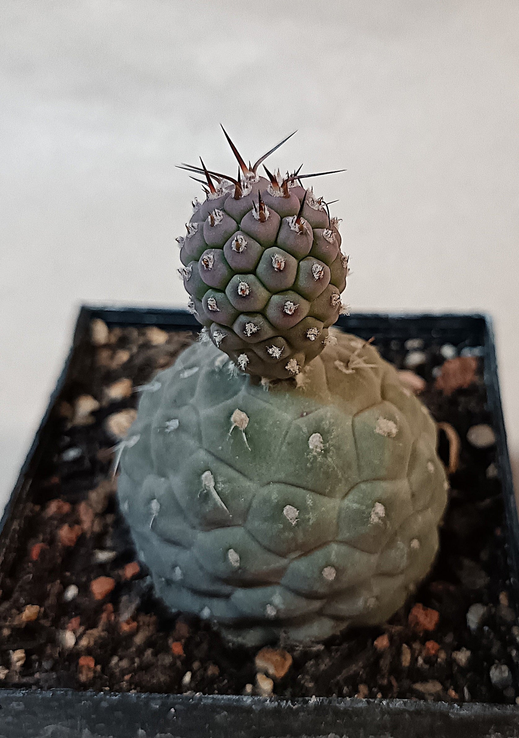 Tephrocactus geometricus