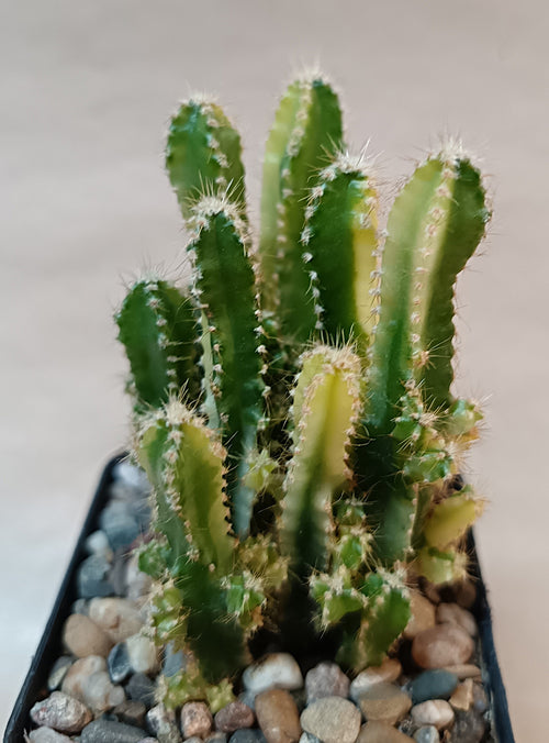 Acanthocereus tetragonus 'Fairy Castle' Variegata