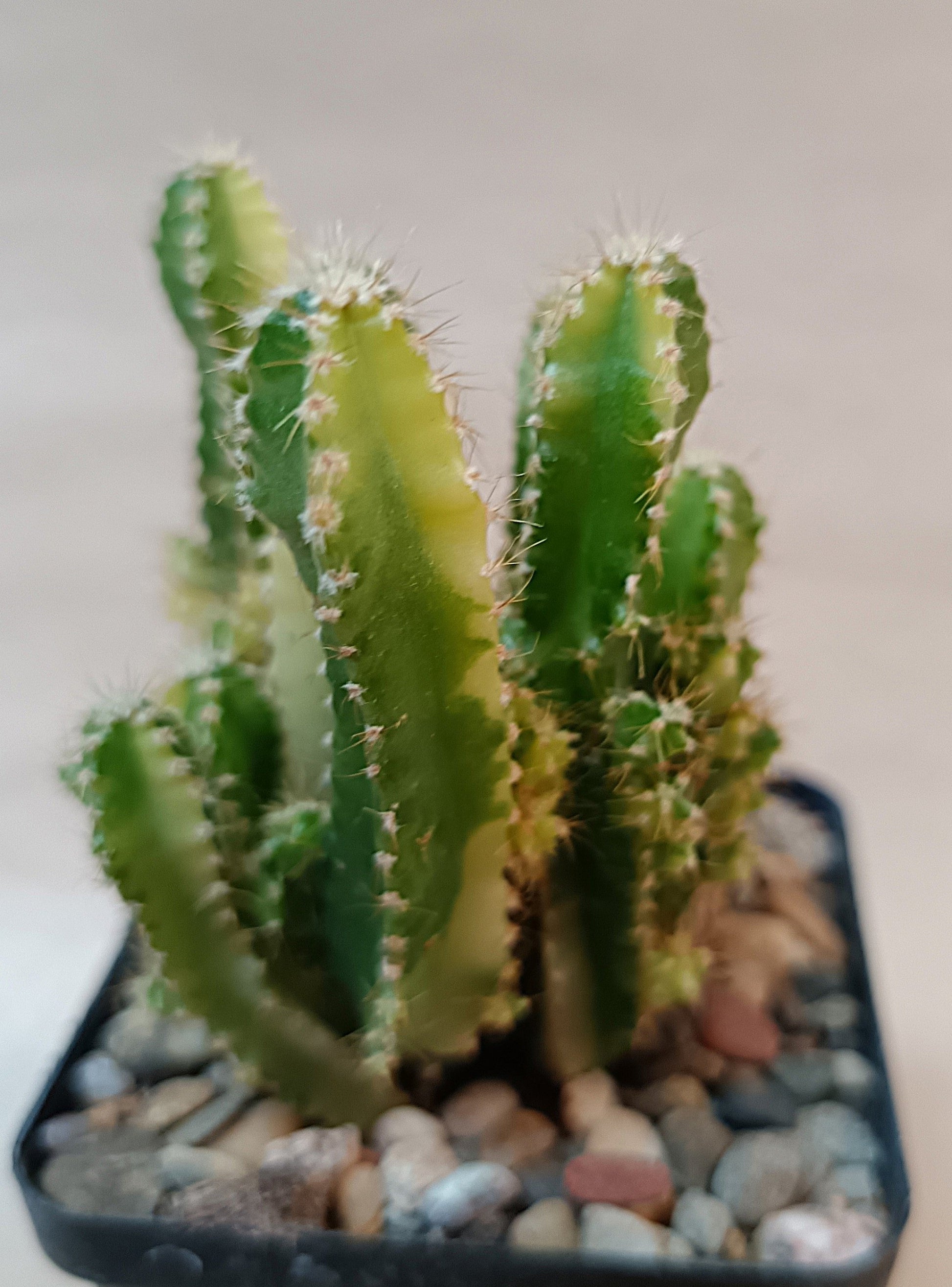 Acanthocereus tetragonus 'Fairy Castle' Variegata
