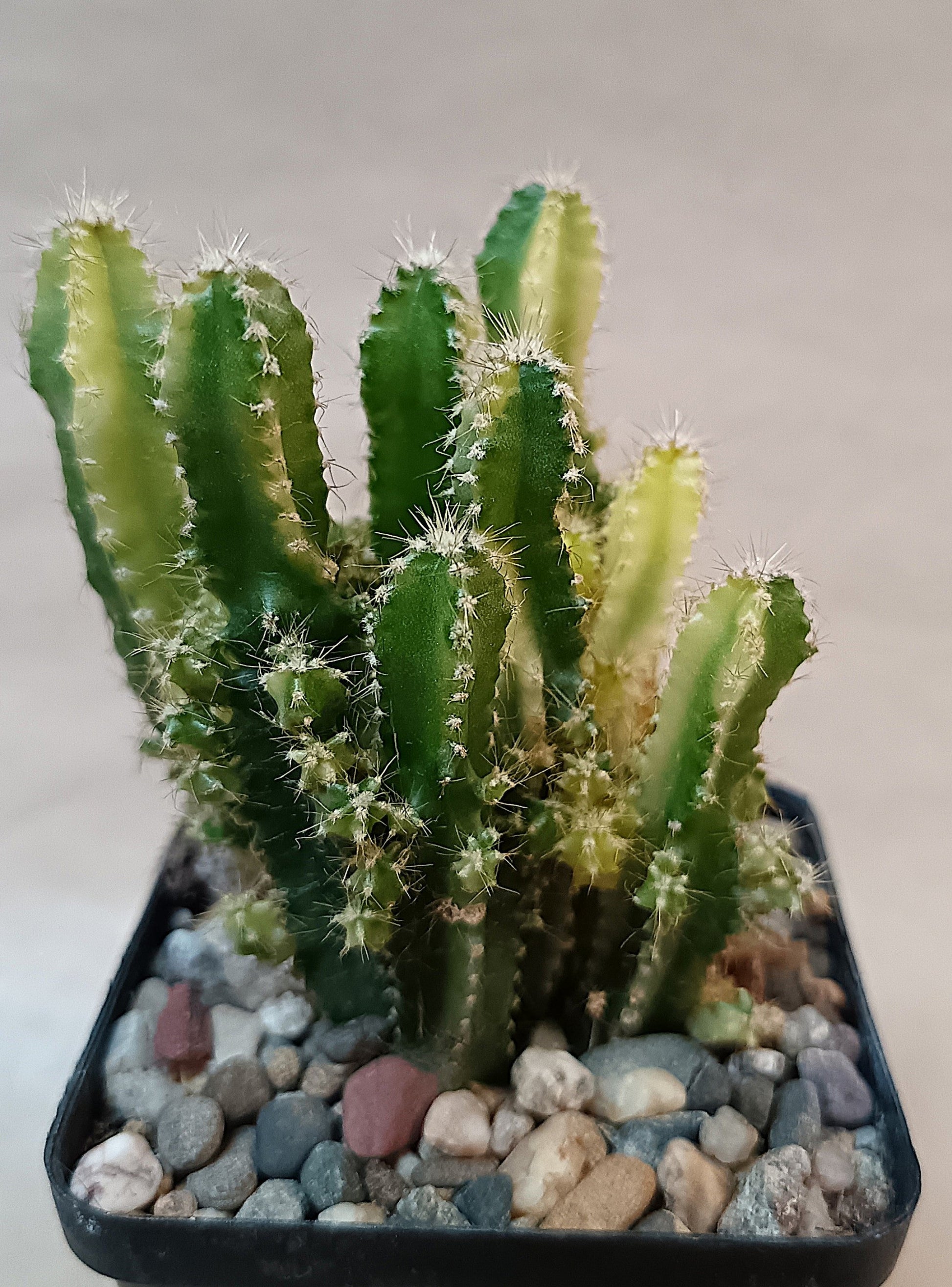 Acanthocereus tetragonus 'Fairy Castle' Variegata
