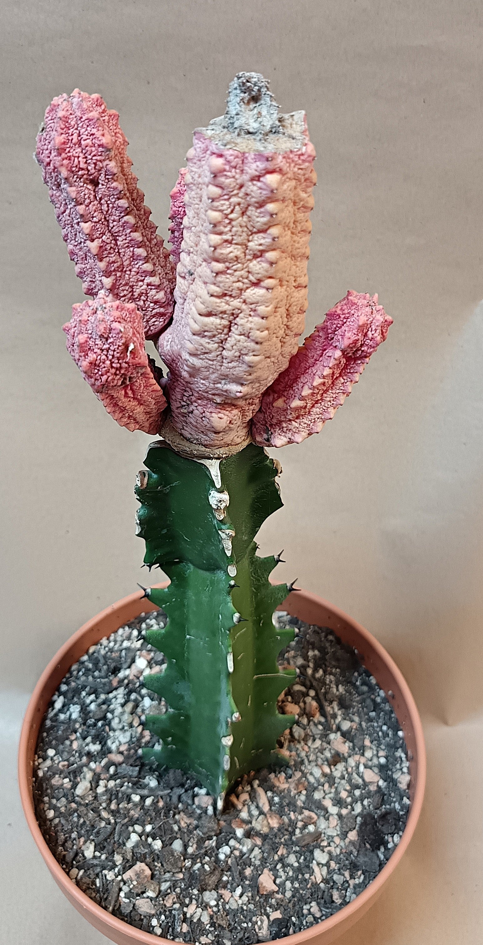 Euphorbia abdelkuri cv. pink (Wuchsbesonderheit) #1