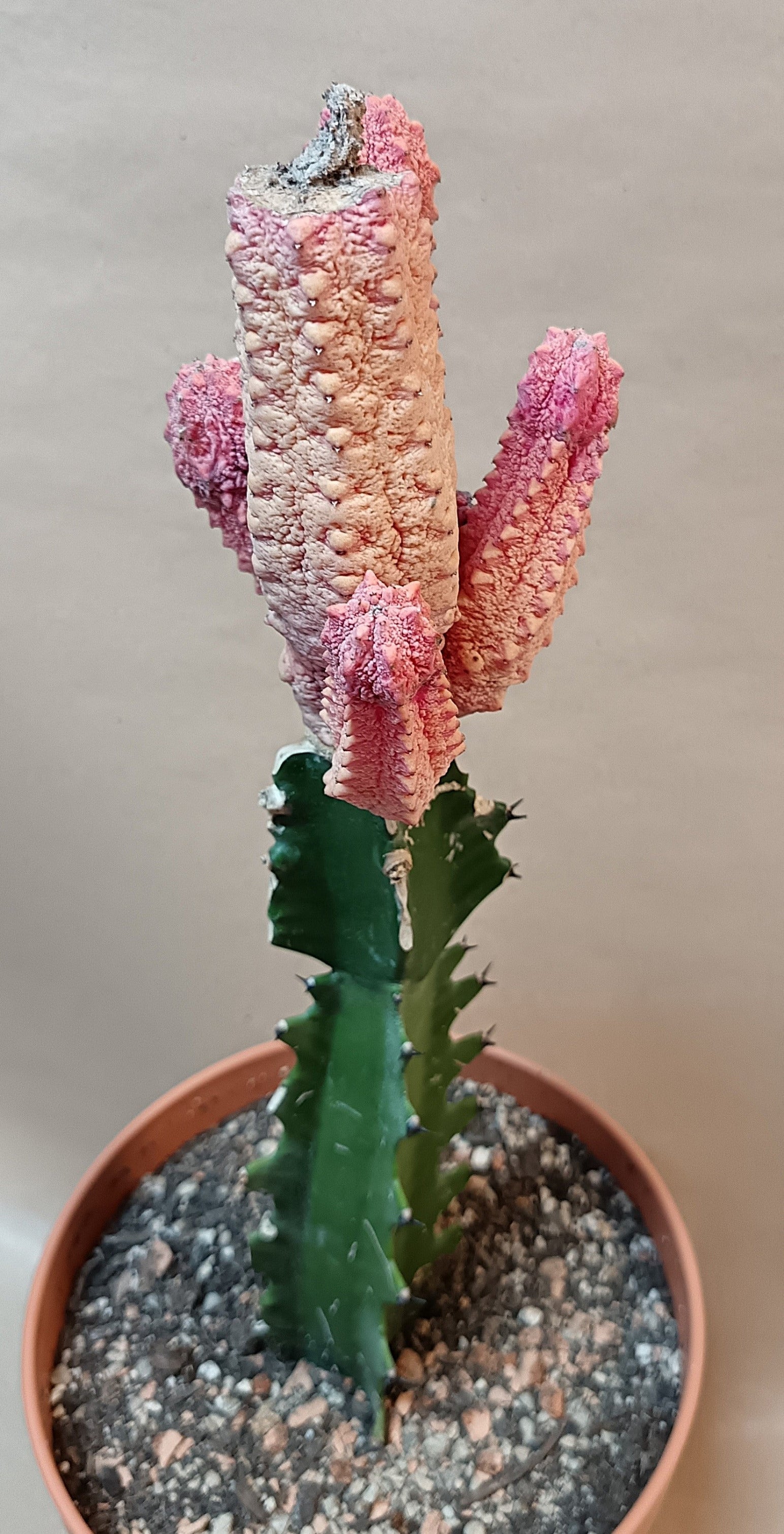 Euphorbia abdelkuri cv. pink (Wuchsbesonderheit) #1