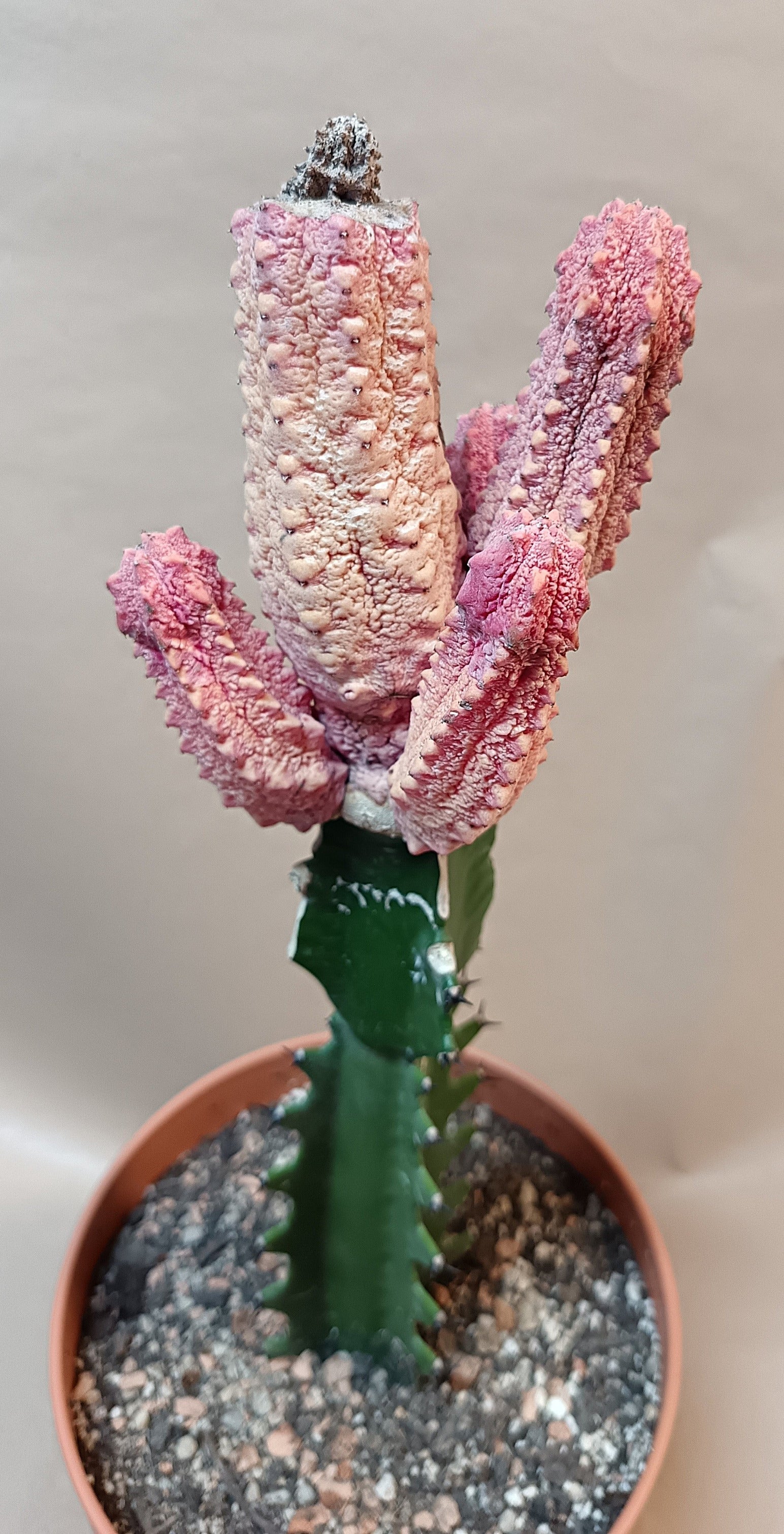 Euphorbia abdelkuri cv. pink (Wuchsbesonderheit) #1