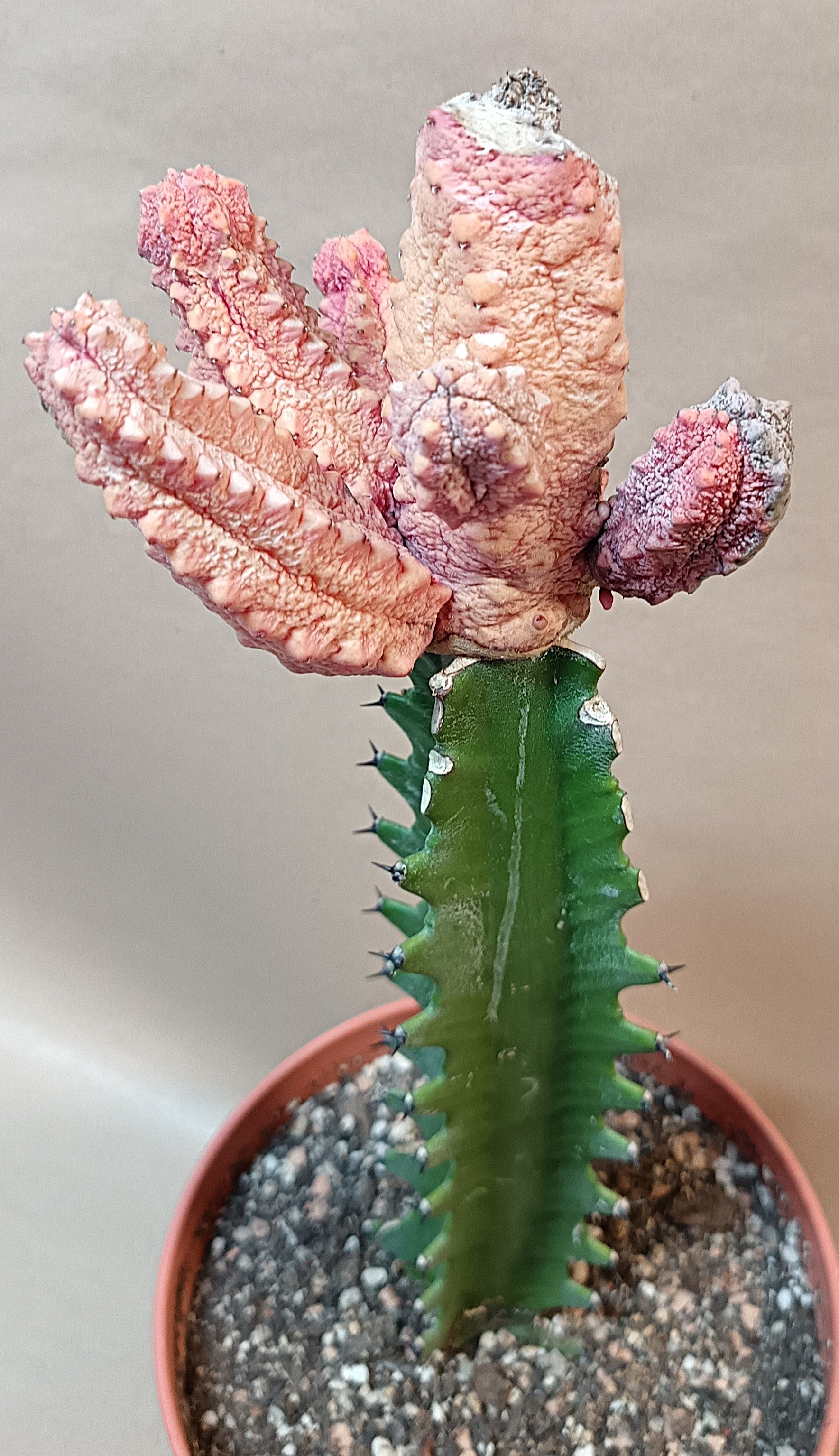 Euphorbia abdelkuri cv. pink (Wuchsbesonderheit) #3
