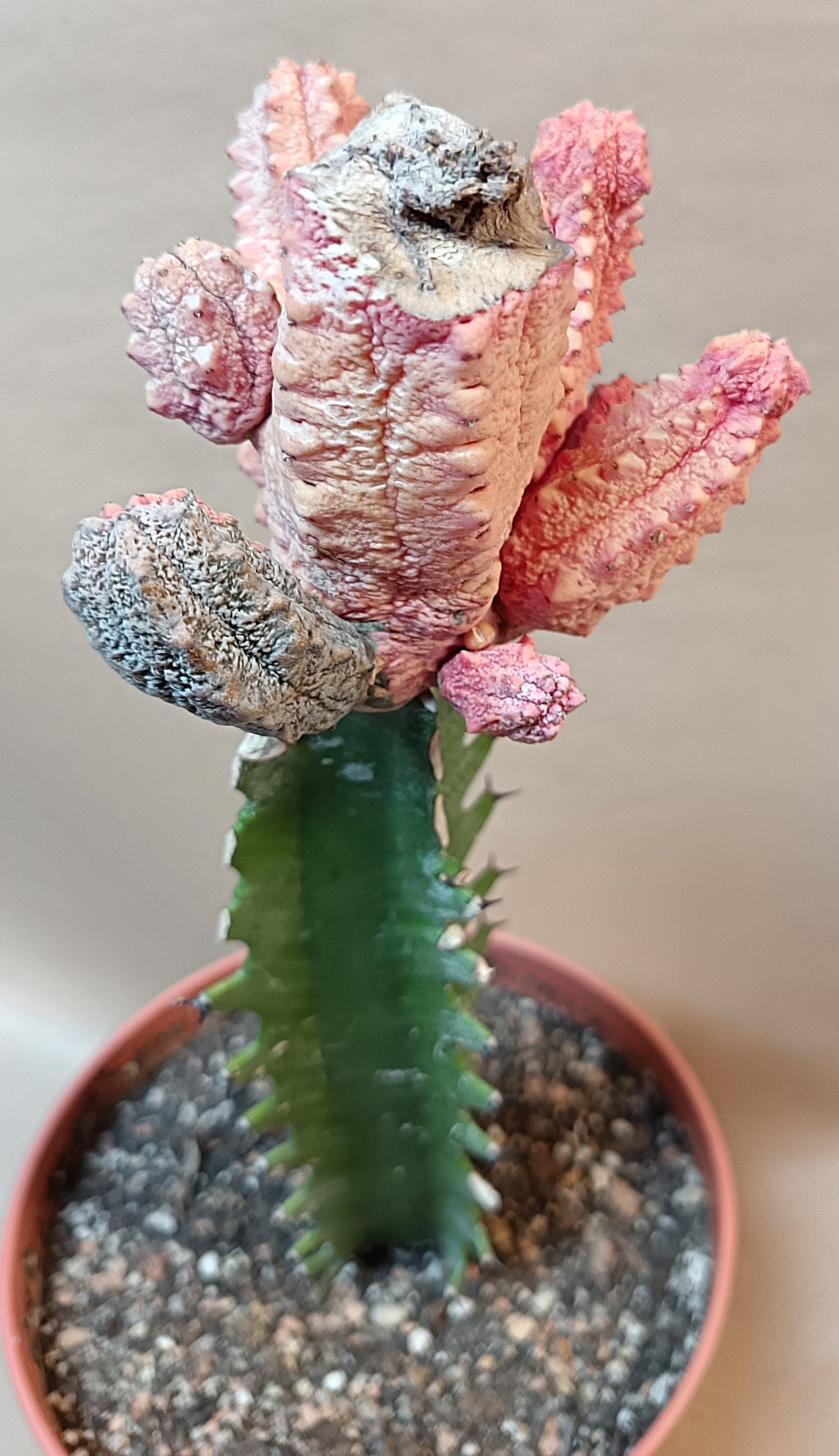 Euphorbia abdelkuri cv. pink (Wuchsbesonderheit) #3