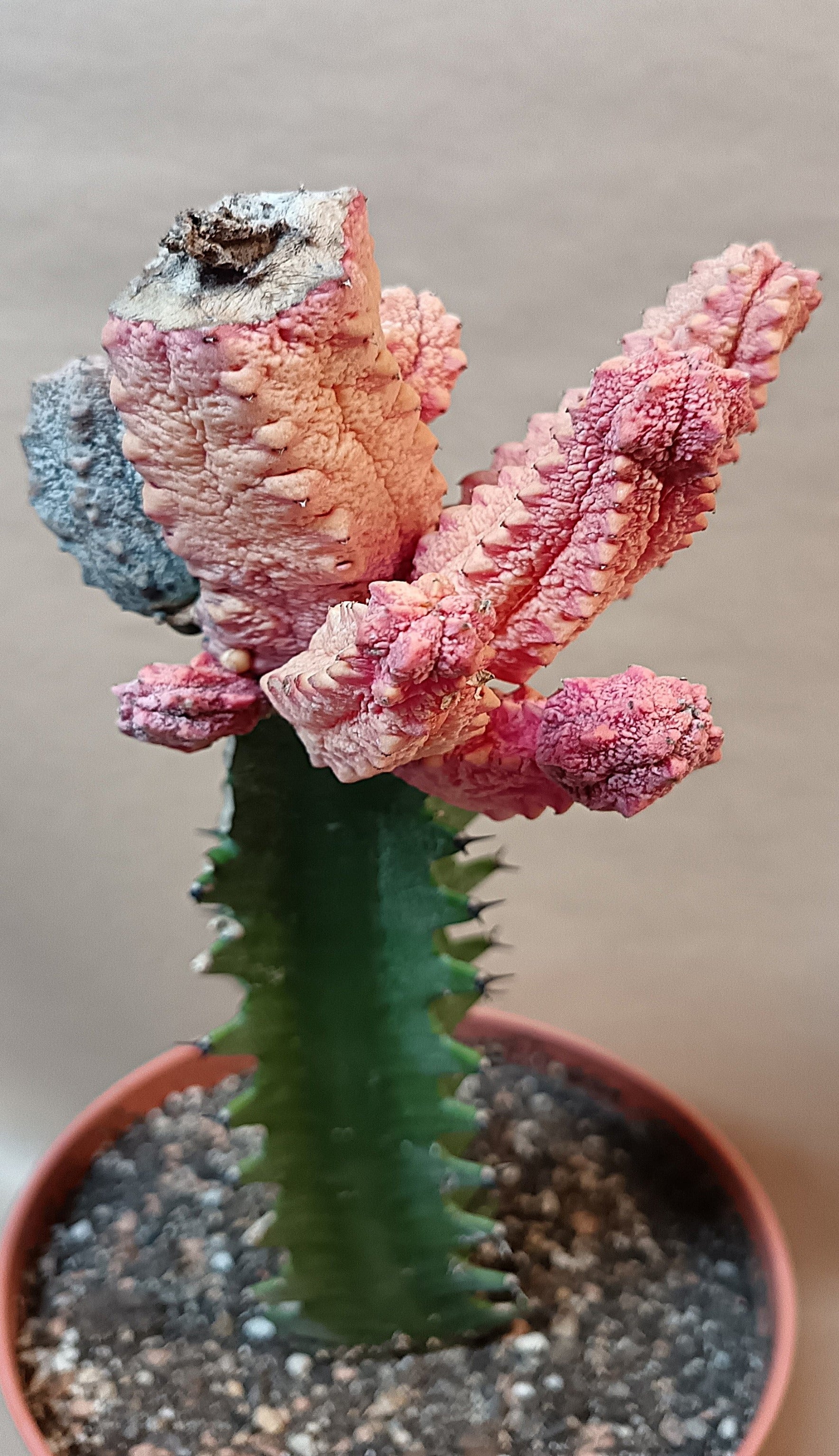 Euphorbia abdelkuri cv. pink (Wuchsbesonderheit) #3