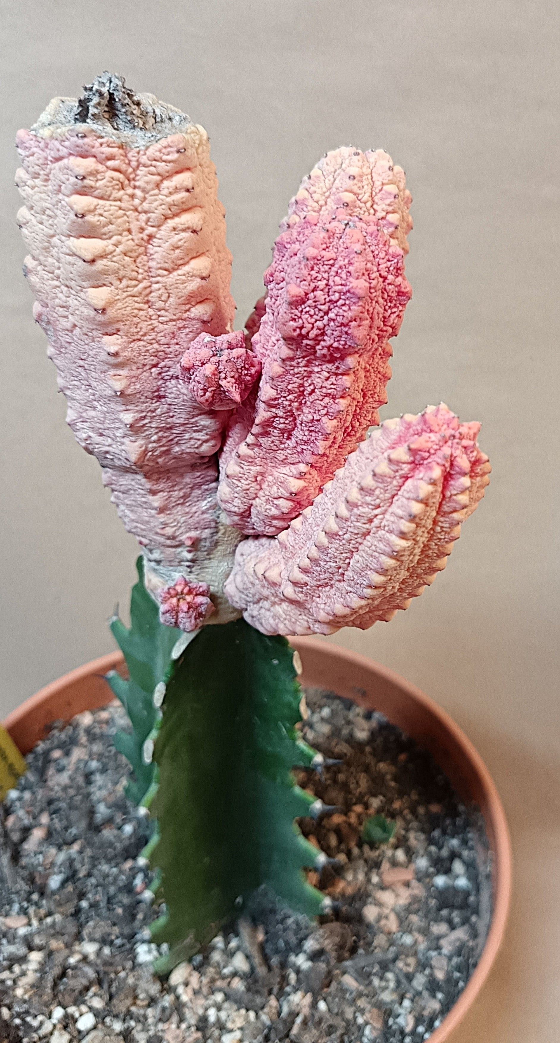 Euphorbia abdelkuri cv. pink (Wuchsbesonderheit) #2
