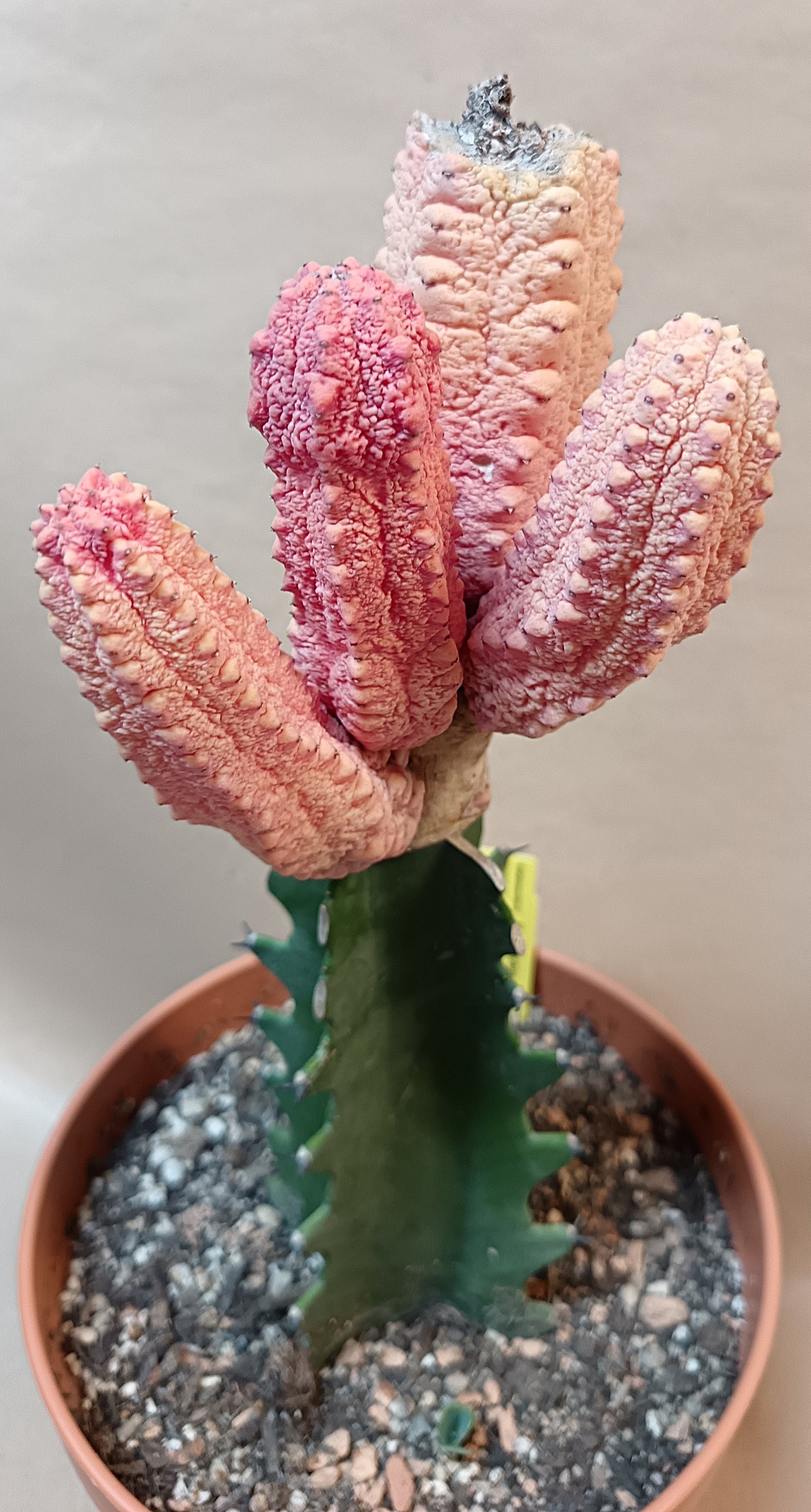 Euphorbia abdelkuri cv. pink (Wuchsbesonderheit) #2