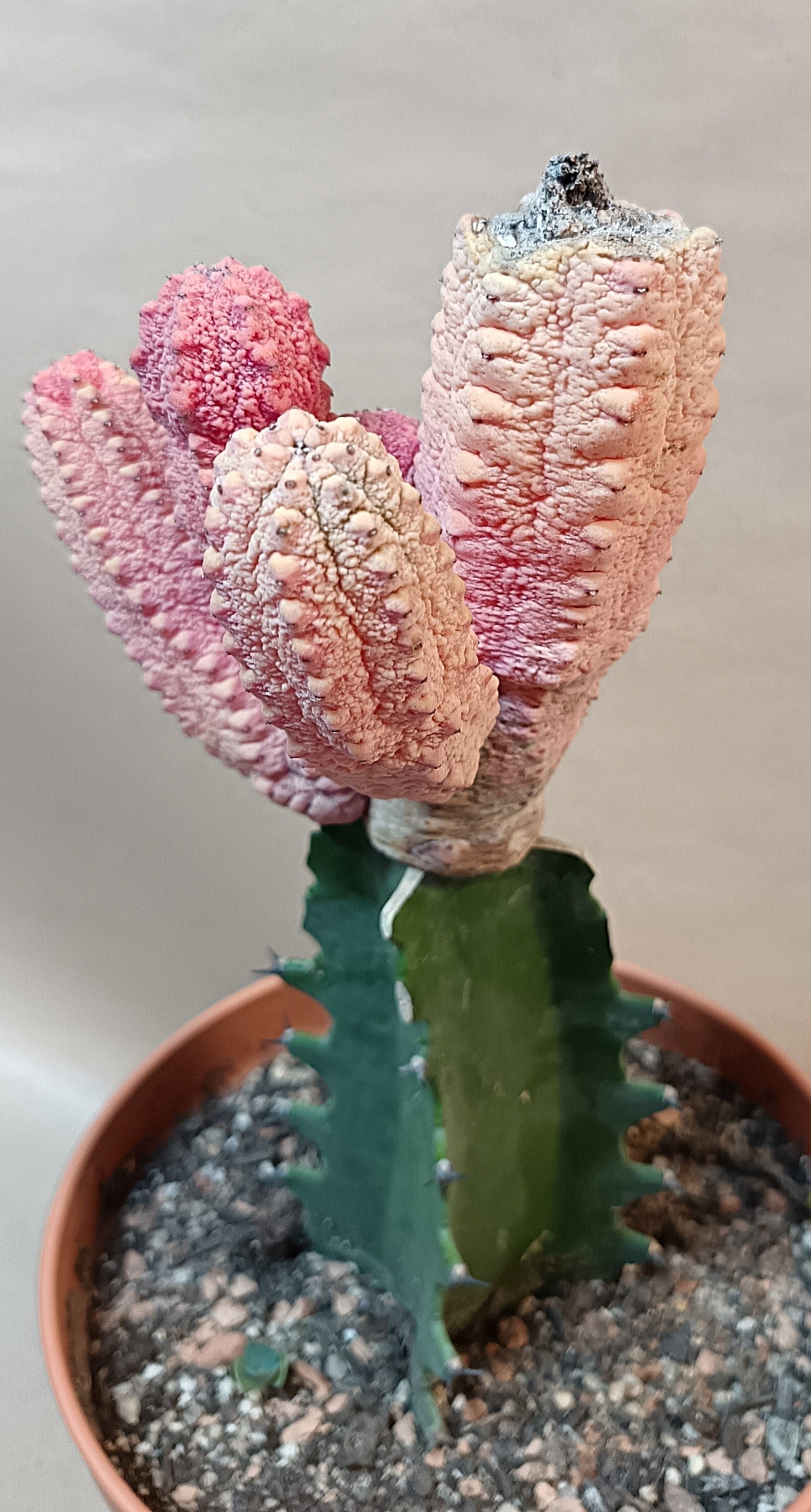 Euphorbia abdelkuri cv. pink (Wuchsbesonderheit) #2