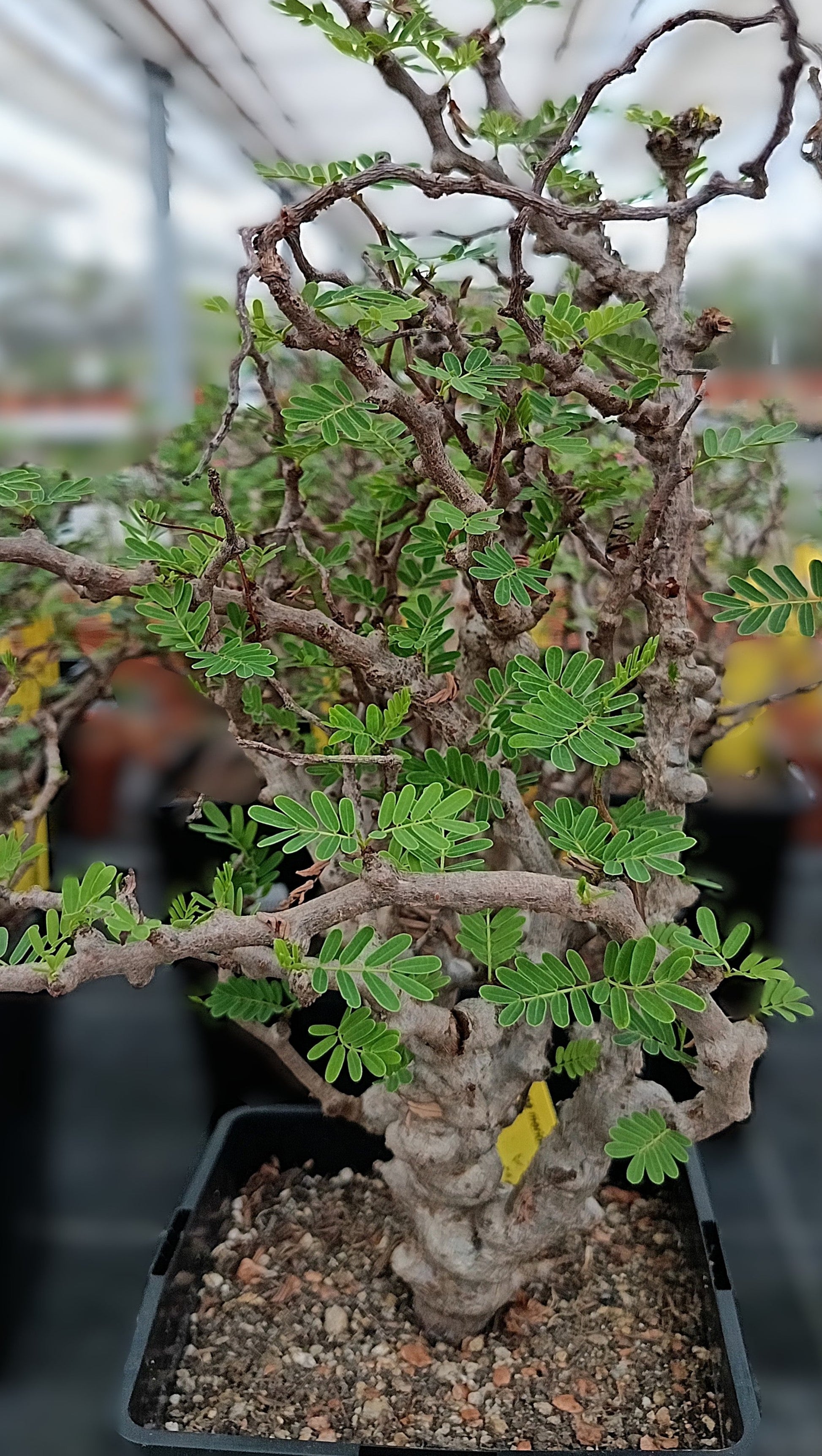 Senna meridionalis XXL – Knorrige Rarität aus Madagaskar