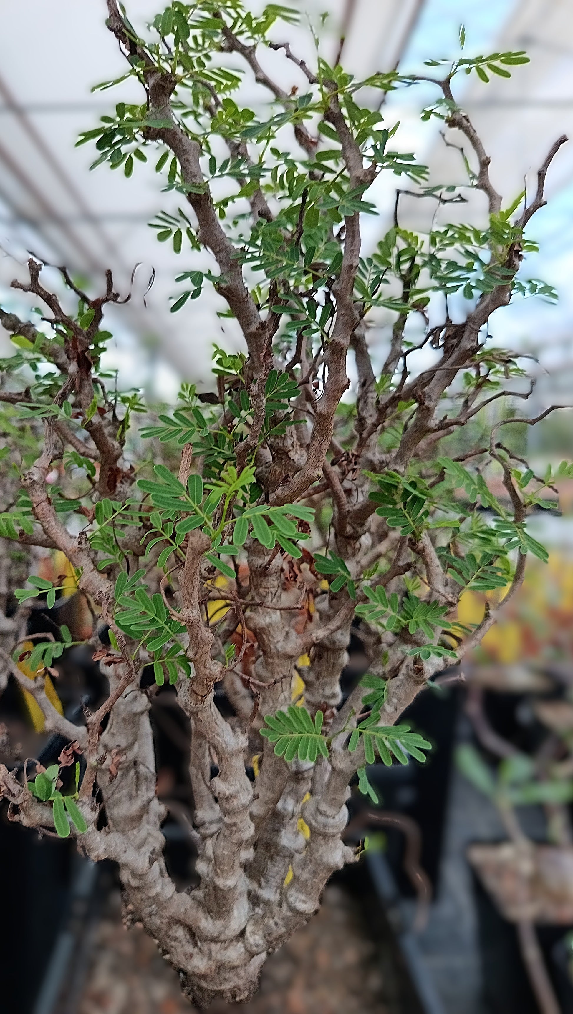 Senna meridionalis XXL – Knorrige Rarität aus Madagaskar