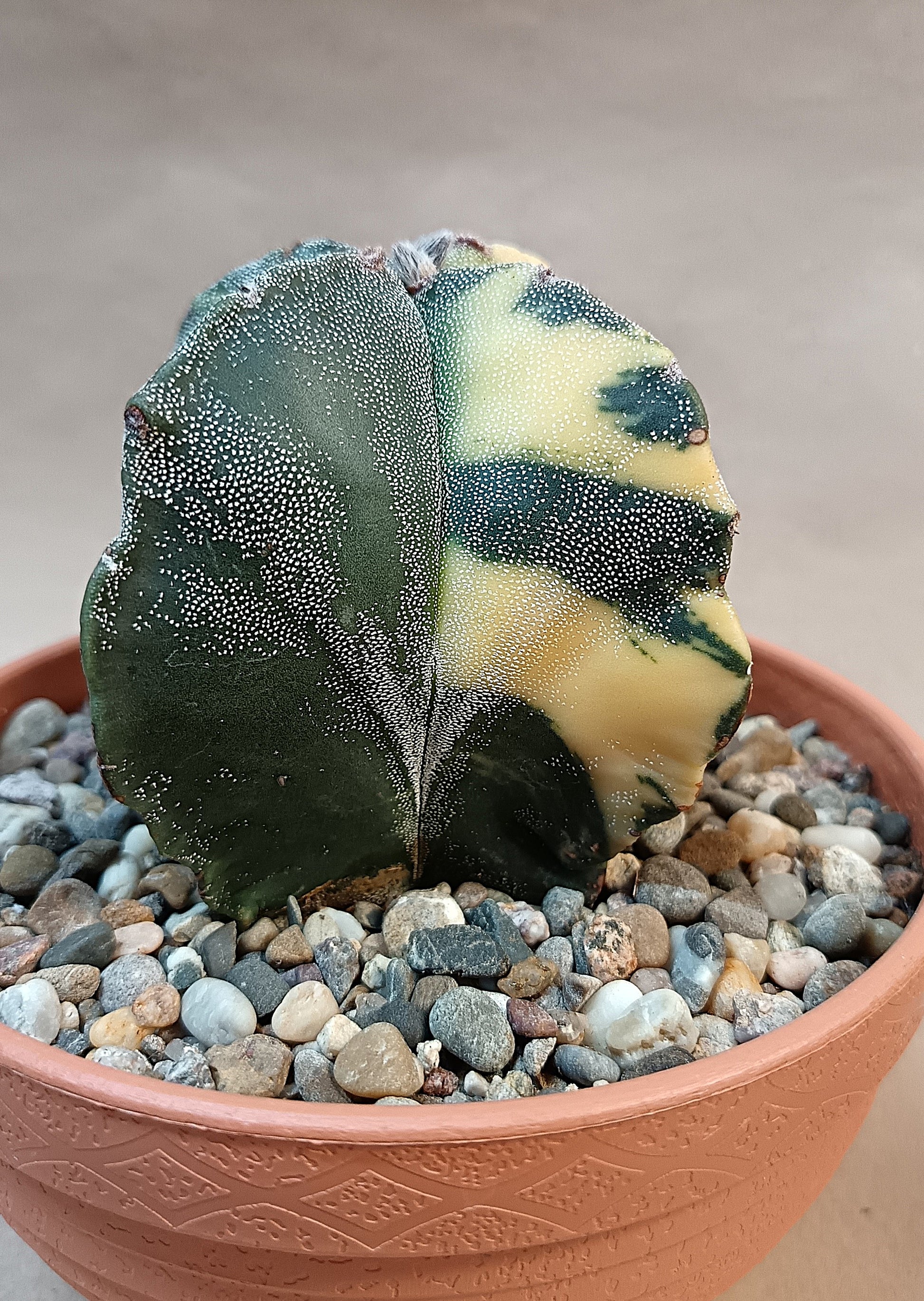 Astrophytum myriostigma variegata 'Quadricolor' – 4-rippig – Breite ca. 6 cm #1