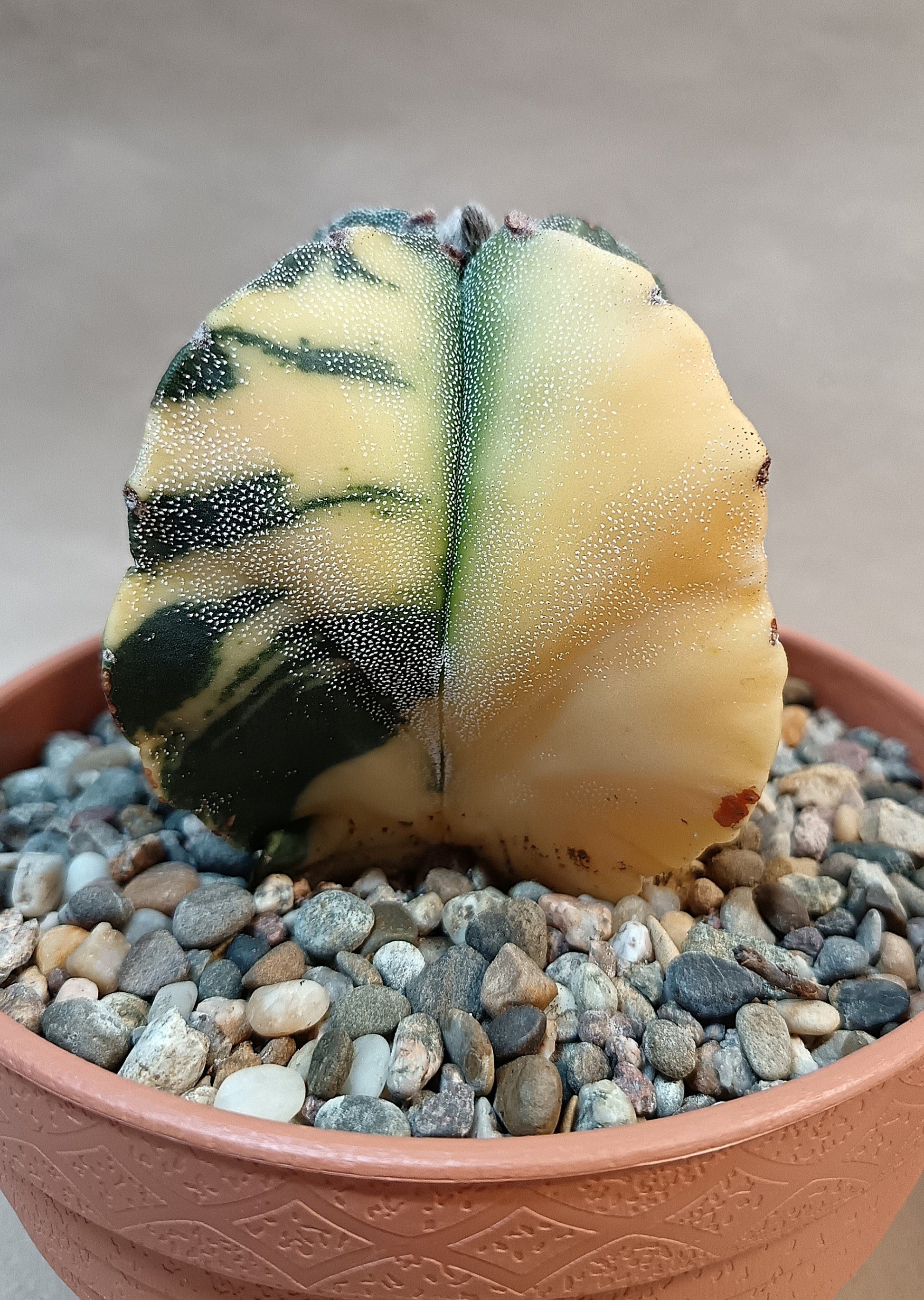 Astrophytum myriostigma variegata 'Quadricolor' – 4-rippig – Breite ca. 6 cm #1