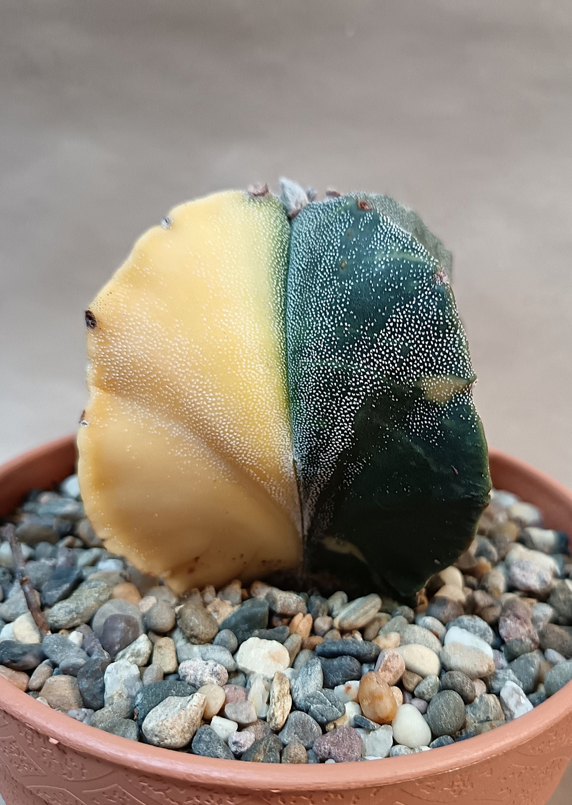 Astrophytum myriostigma variegata 'Quadricolor' – 4-rippig – Breite ca. 6 cm #1