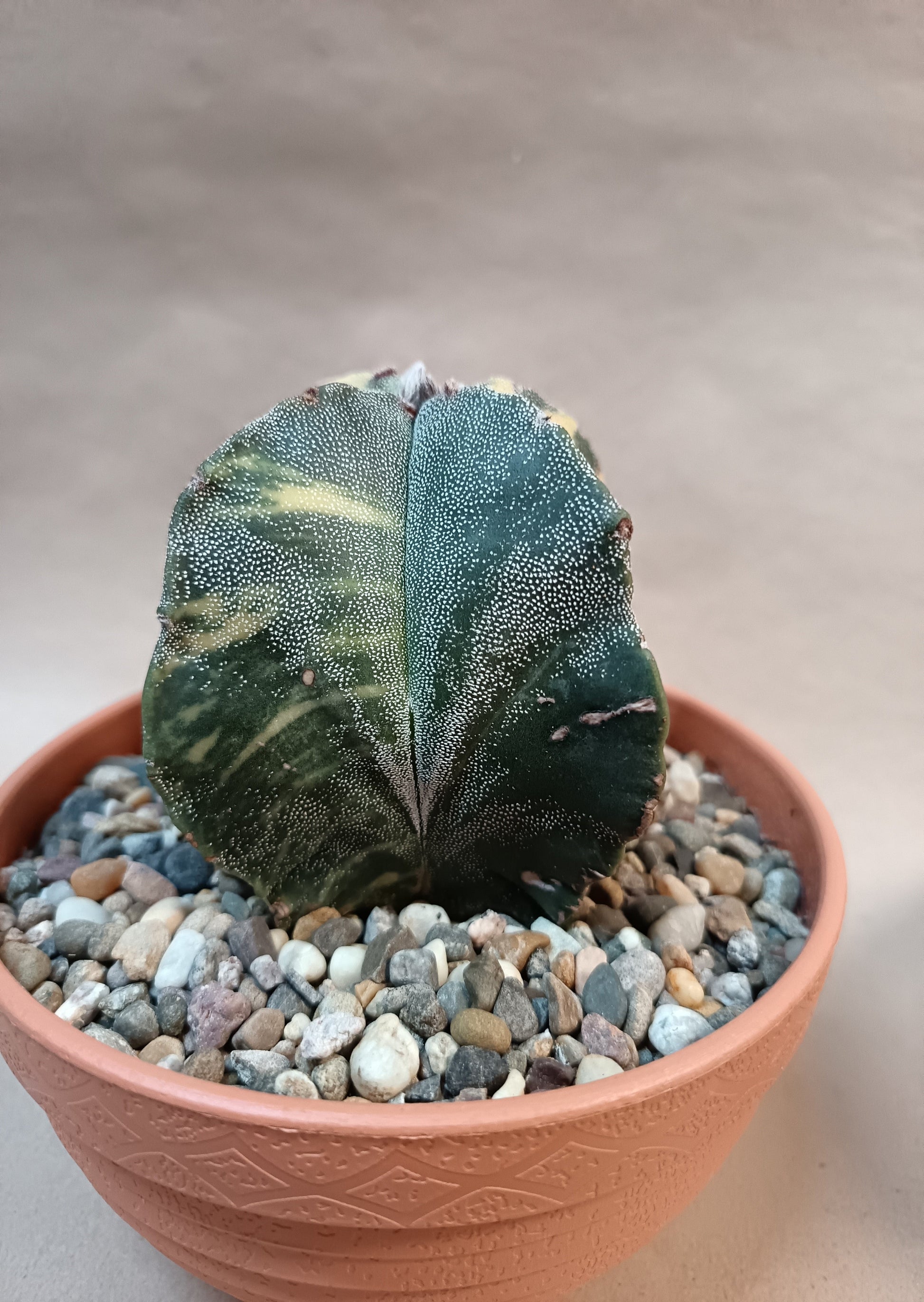 Astrophytum myriostigma variegata 'Quadricolor' – 4-rippig – Breite ca. 6 cm #1