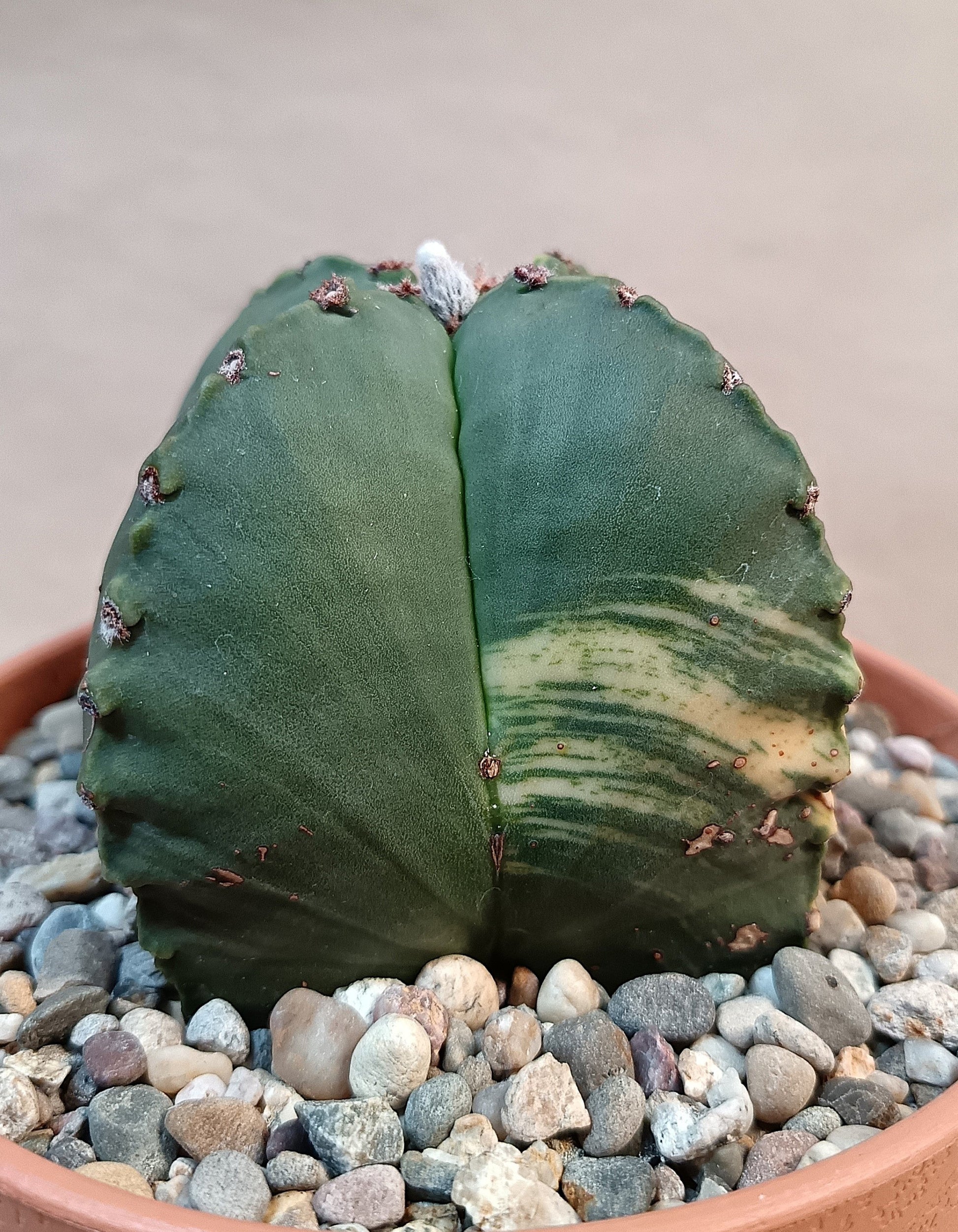 Astrophytum myriostigma variegata – 4-rippig – Breite ca. 6 cm #2