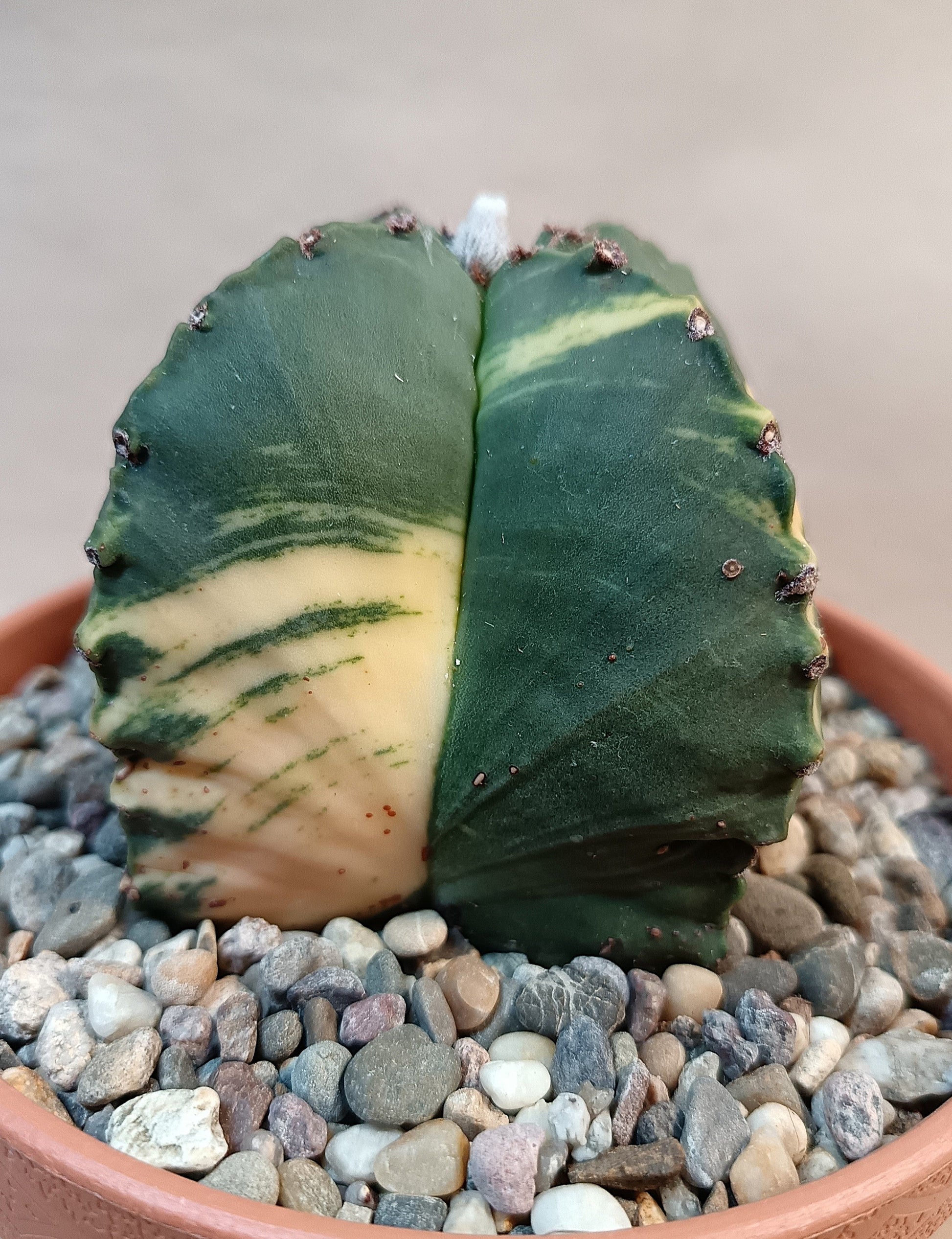 Astrophytum myriostigma variegata – 4-rippig – Breite ca. 6 cm #2